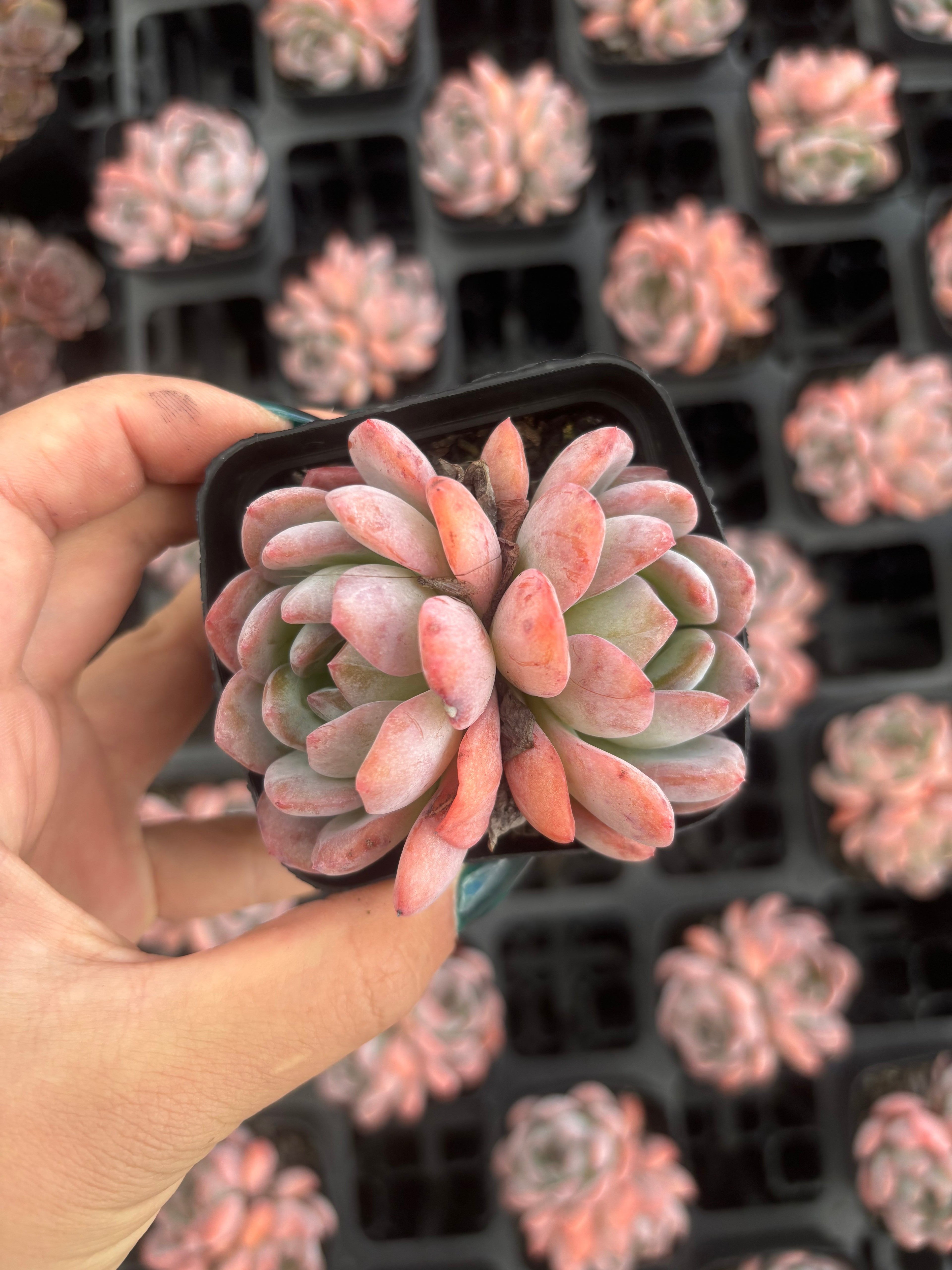 Q052 エケベリア・スターマーク（鉢物）