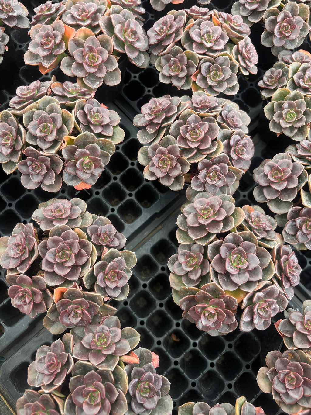 Q053 エケベリア・チョコレート （鉢物）