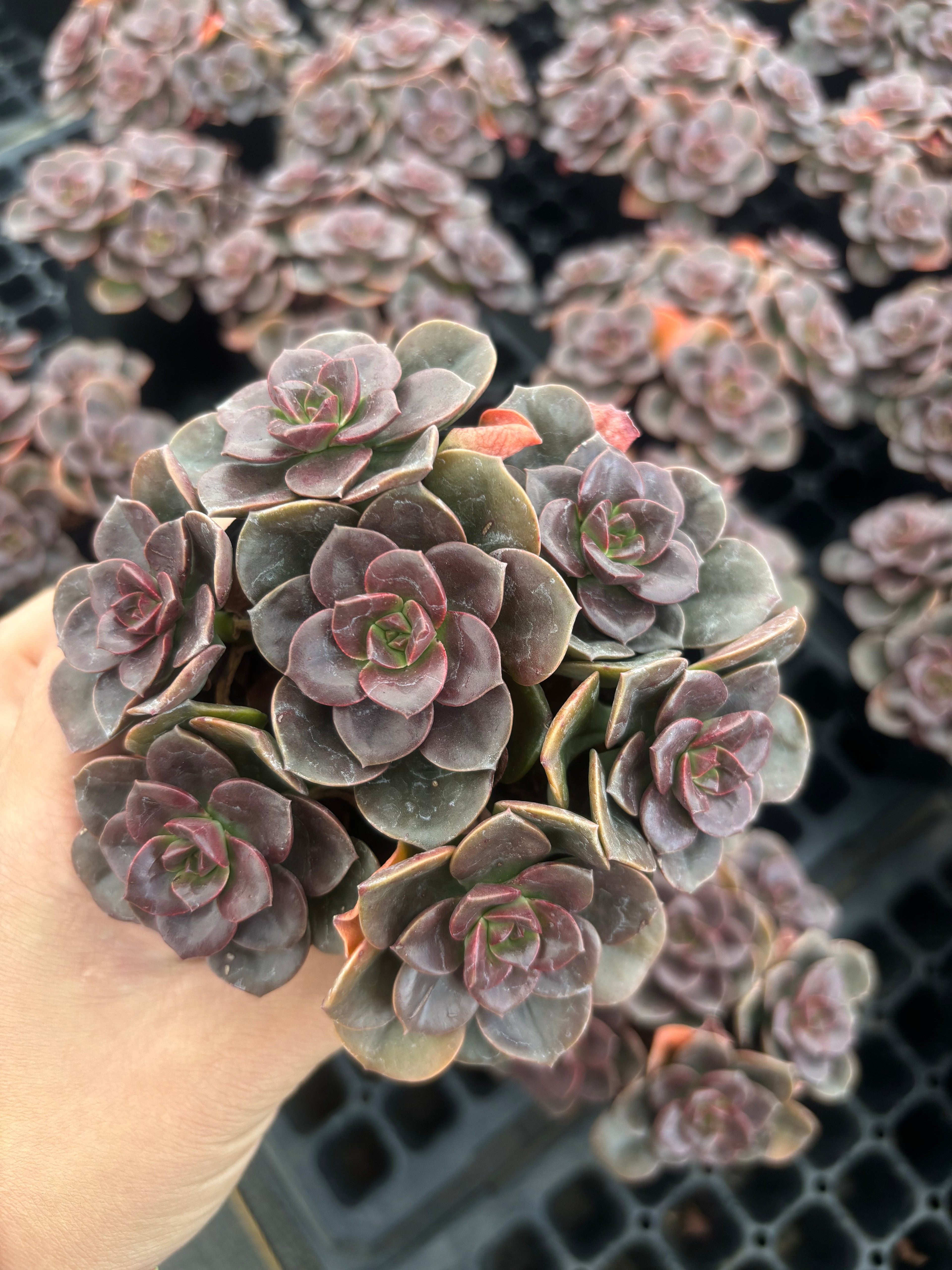 Q053 エケベリア・チョコレート （鉢物）