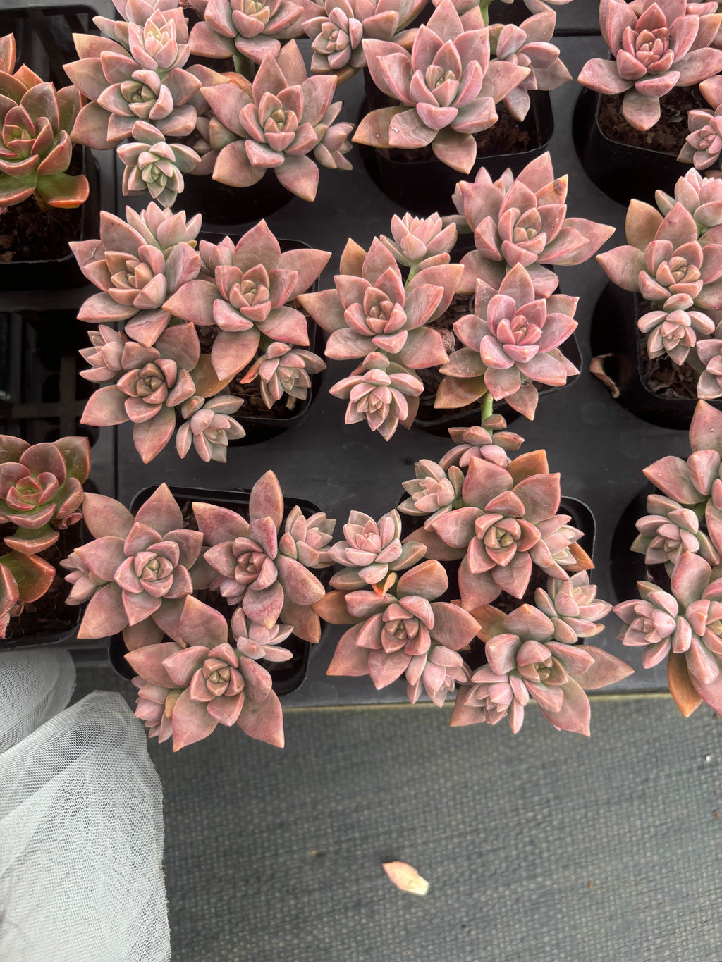 Q054 エケベリア・プディング （鉢物）