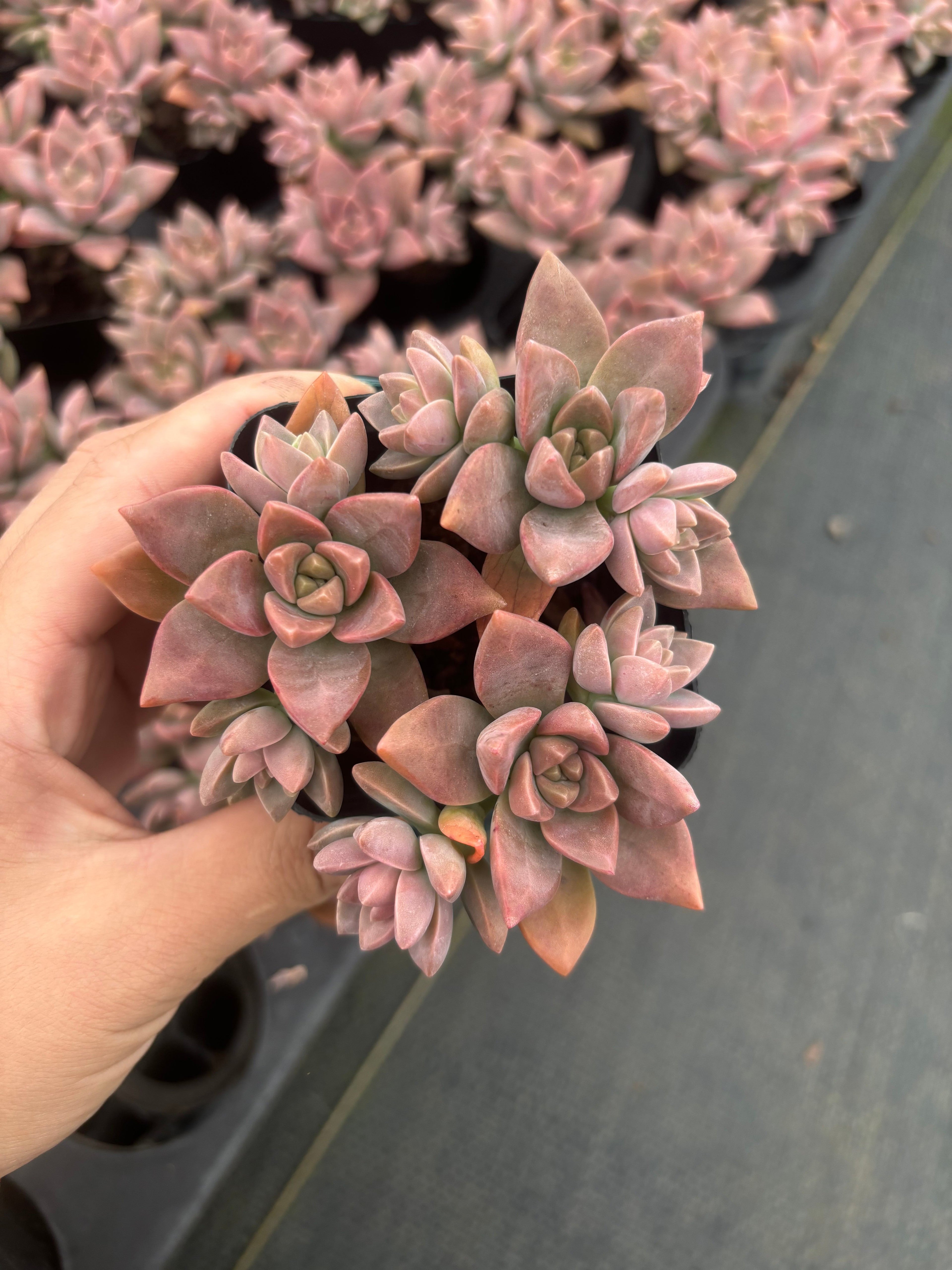 Q054 エケベリア・プディング （鉢物）