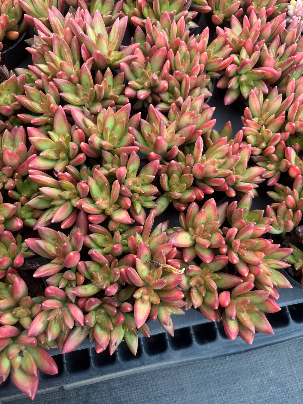 Q056 エケベリア・レッドデイ（鉢物）