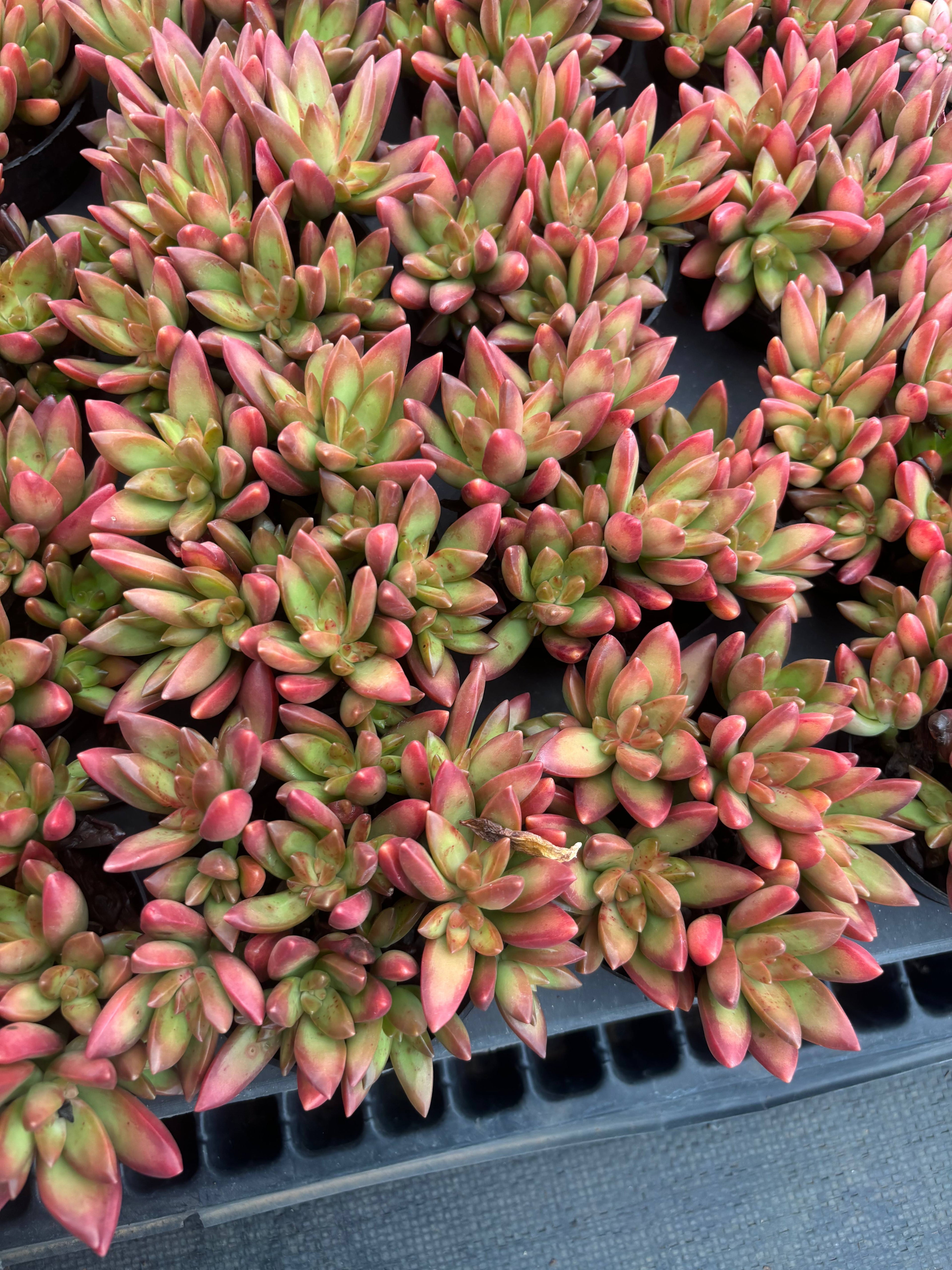 Q056 エケベリア・レッドデイ（鉢物）