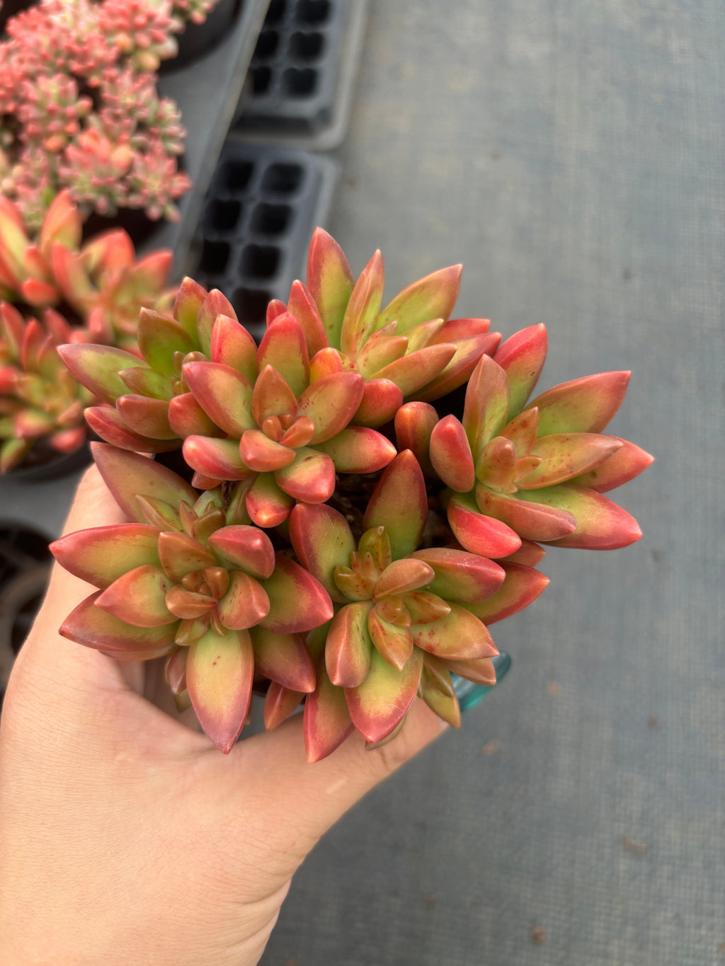 Q056 エケベリア・レッドデイ（鉢物）