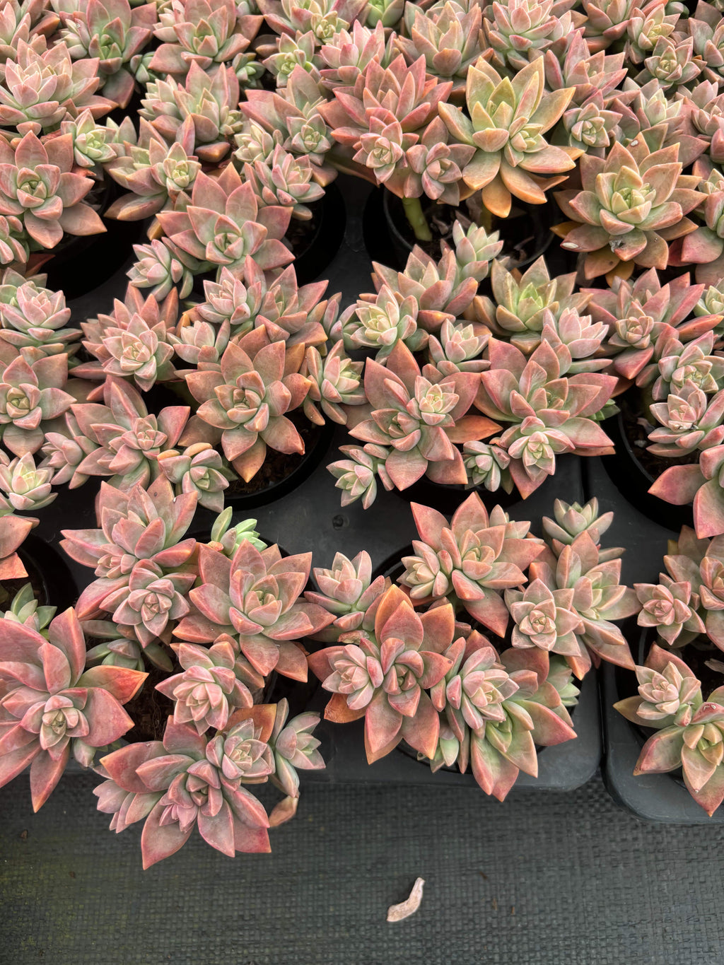 Q057 エケベリア・プディング (（鉢物）