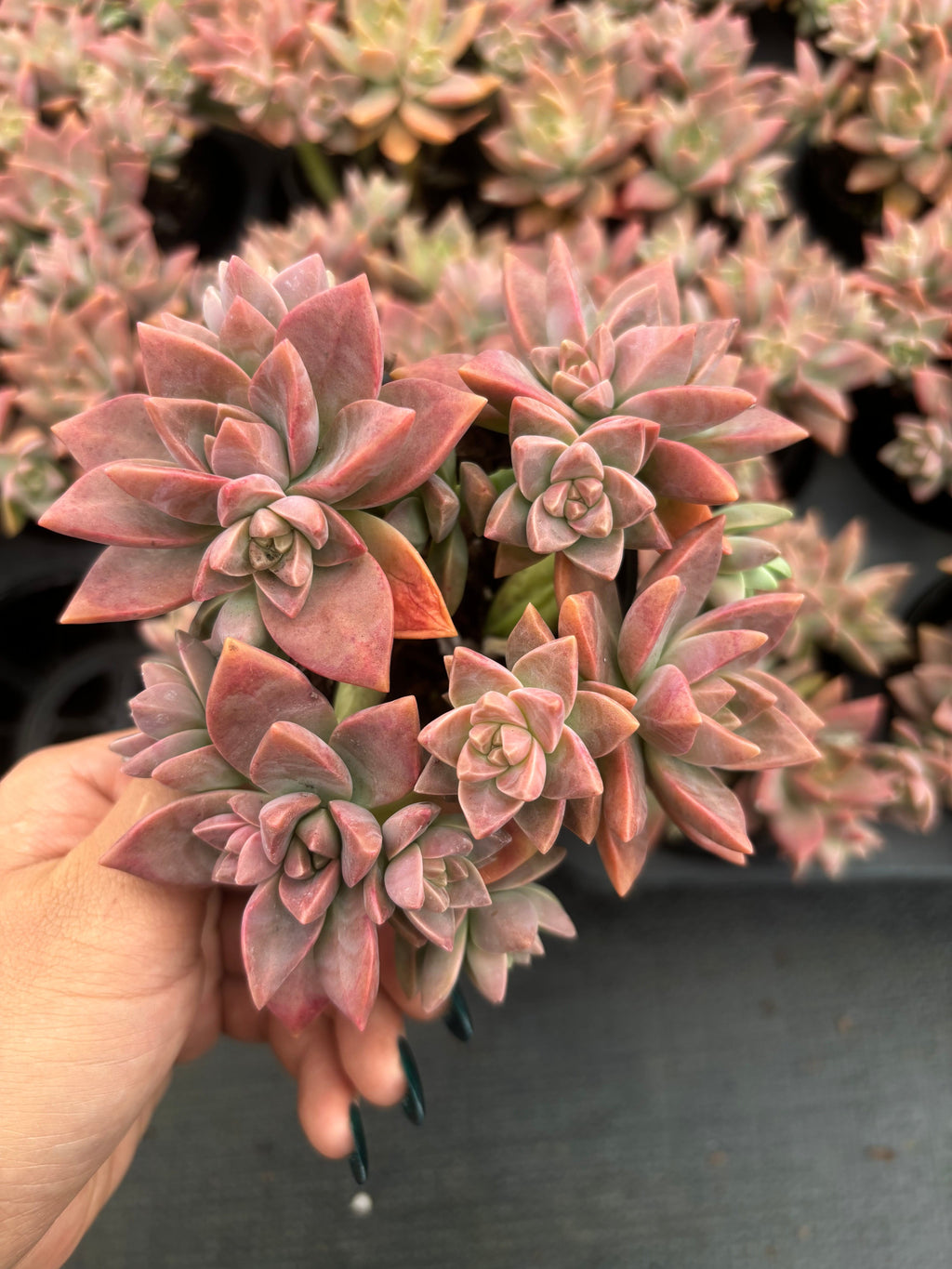 Q057 エケベリア・プディング (（鉢物）