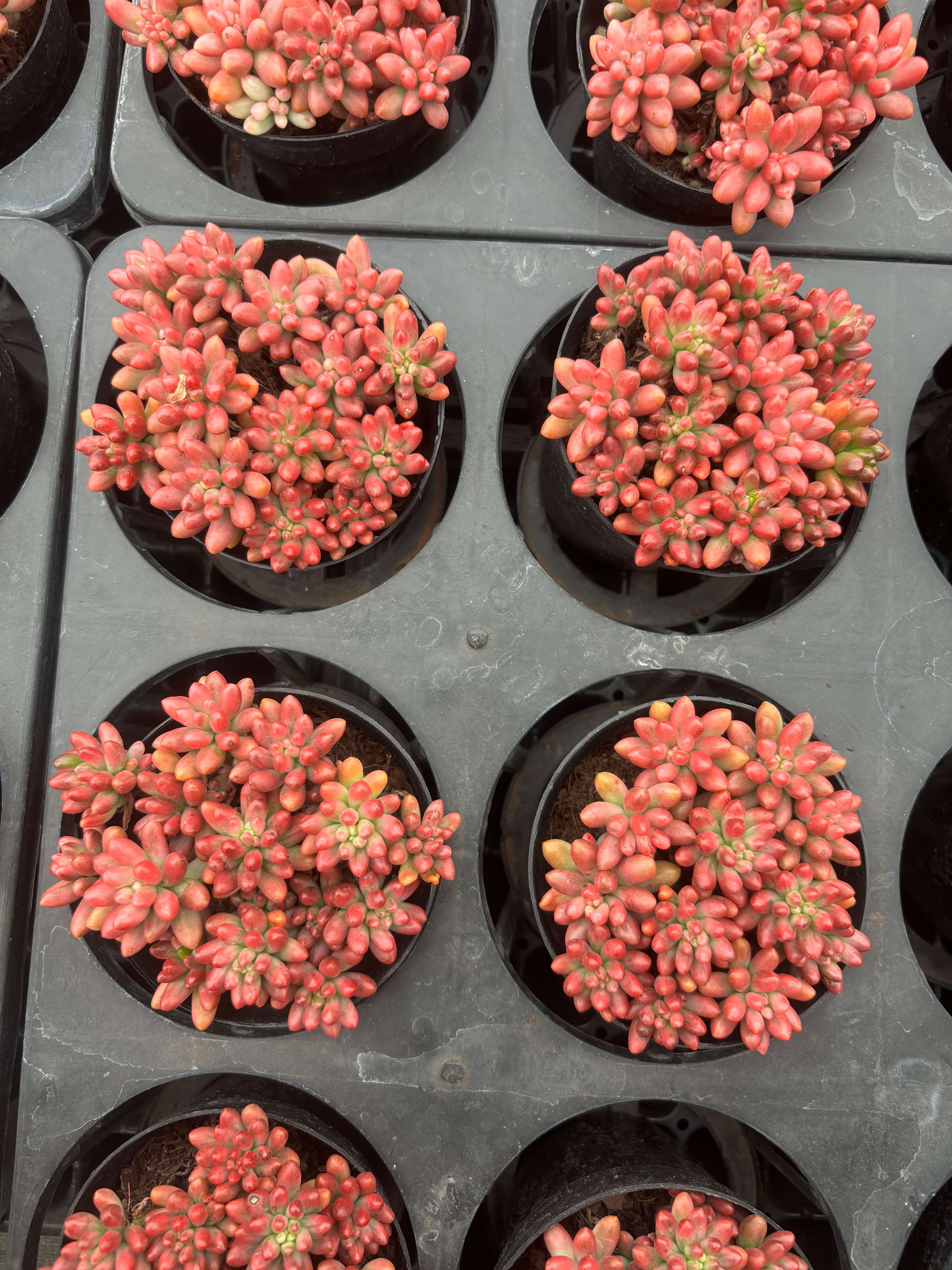 Q058 エケベリア・クラウゼン・錦(（鉢物）