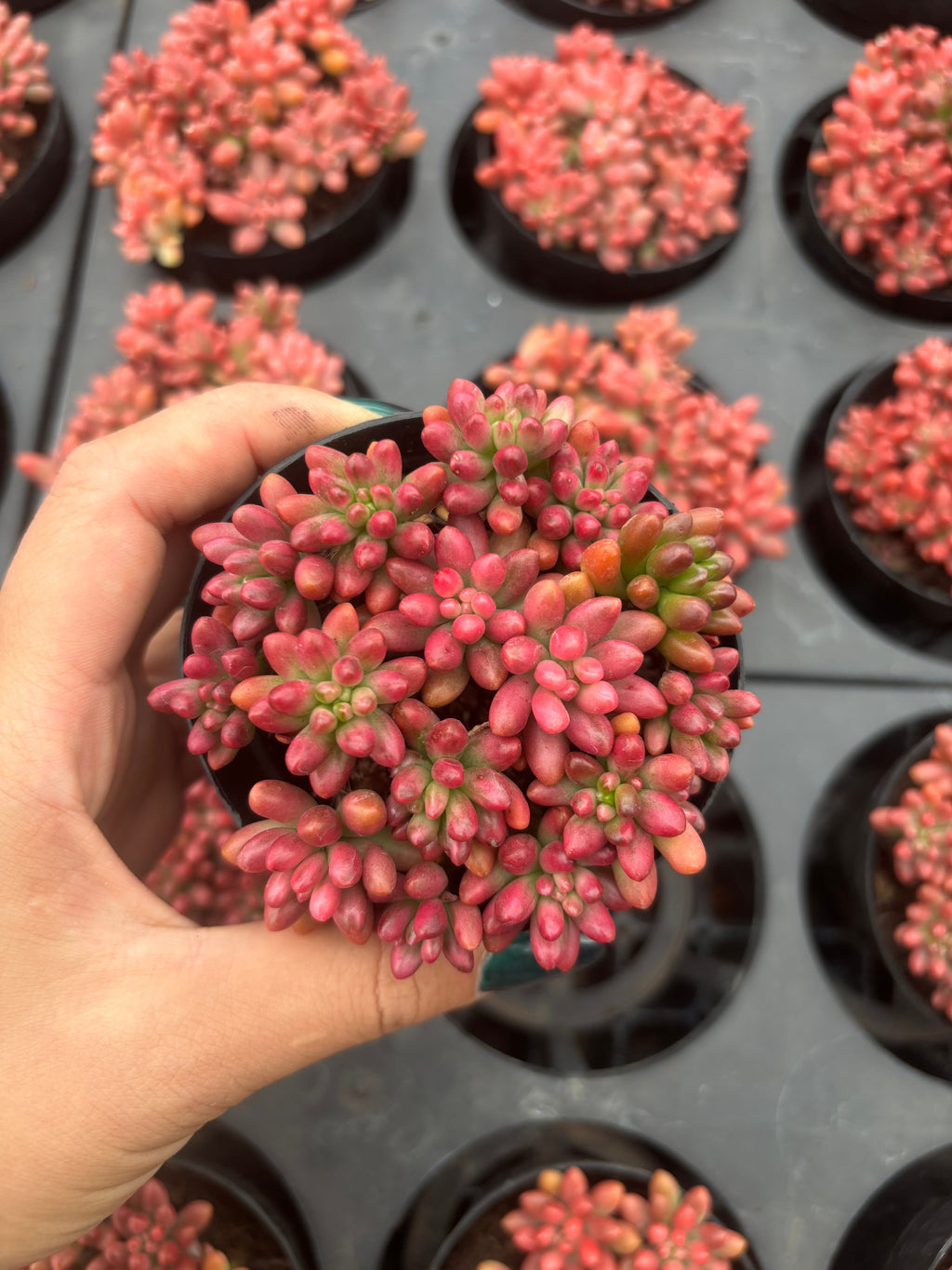 Q058 エケベリア・クラウゼン・錦(（鉢物）