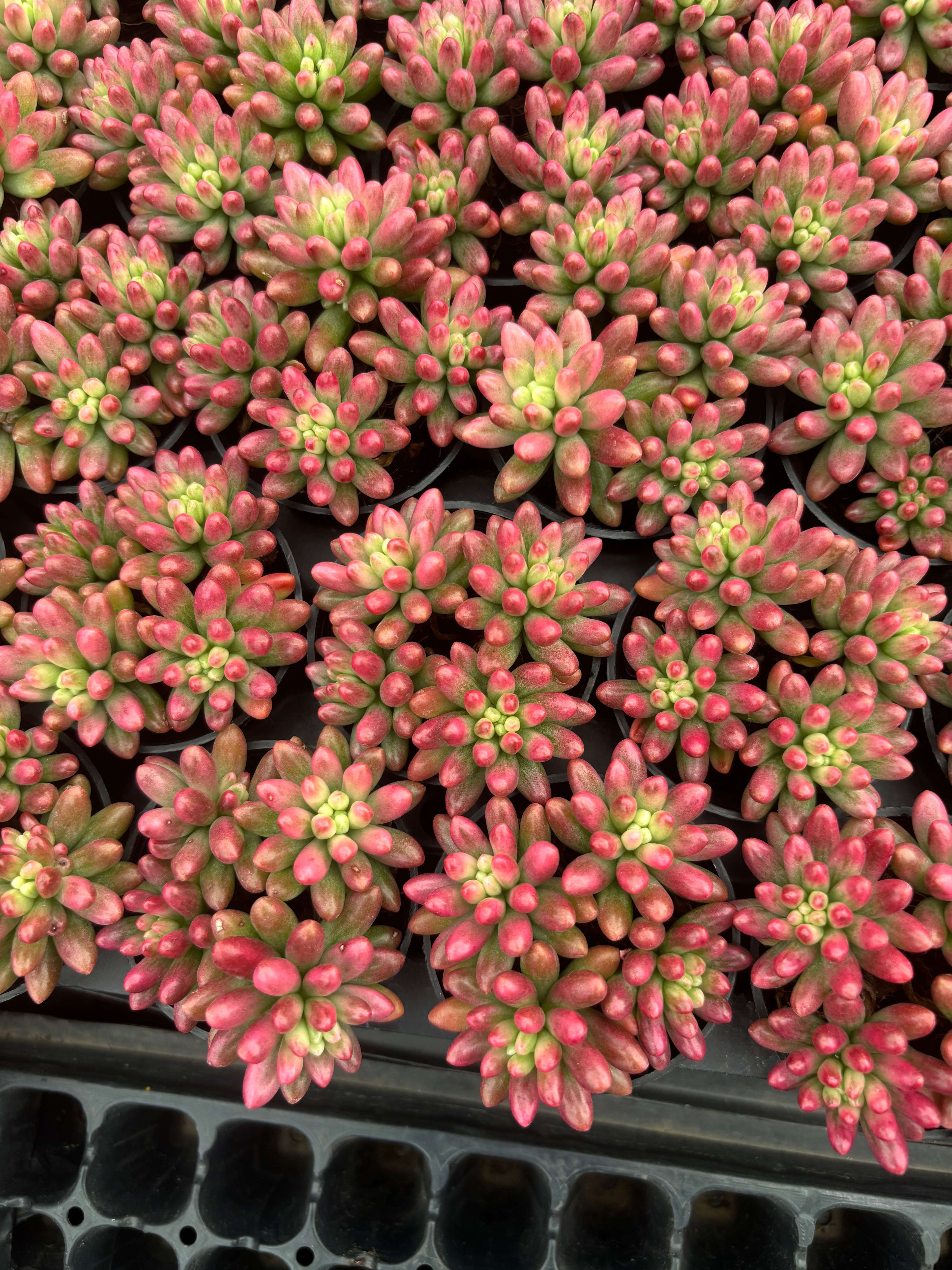 Q059 エケベリア・クラウゼン・錦(（鉢物）