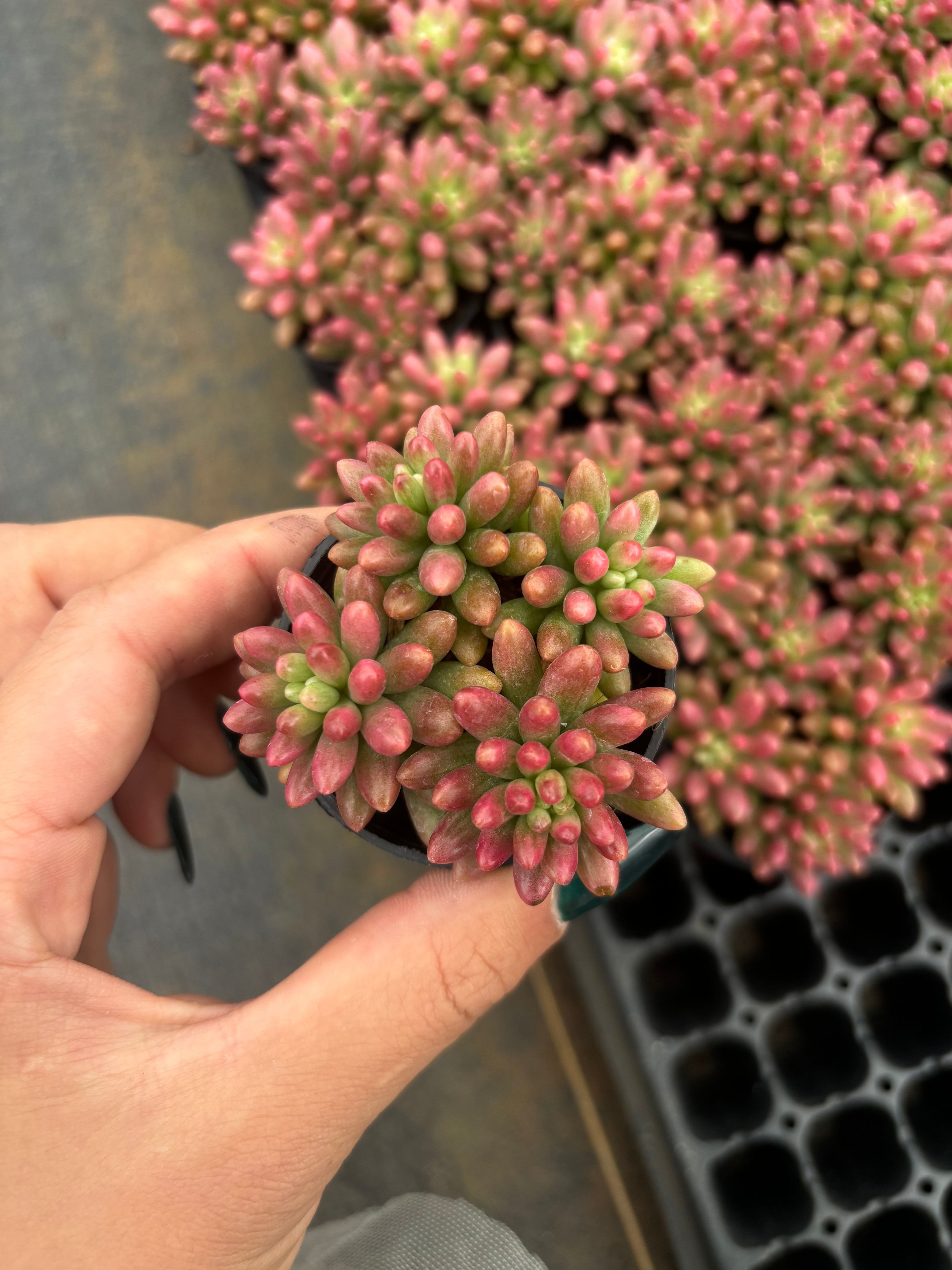 Q059 エケベリア・クラウゼン・錦(（鉢物）