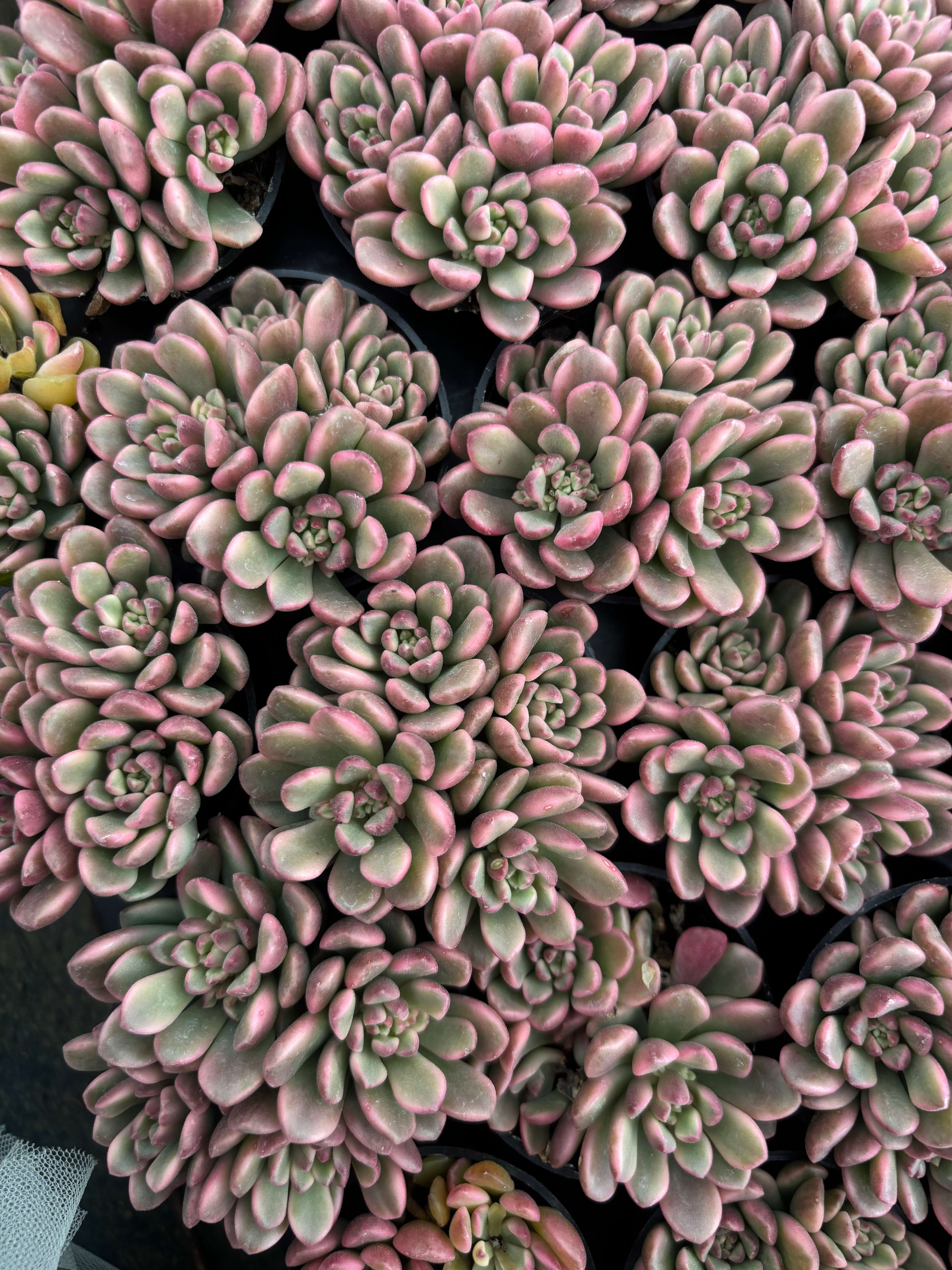 Q061 エケベリア・ターロック(（鉢物） – 環球園芸