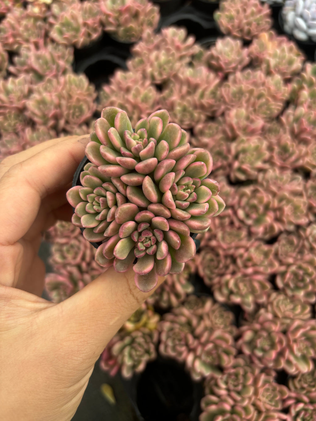 Q061 エケベリア・ターロック(（鉢物）