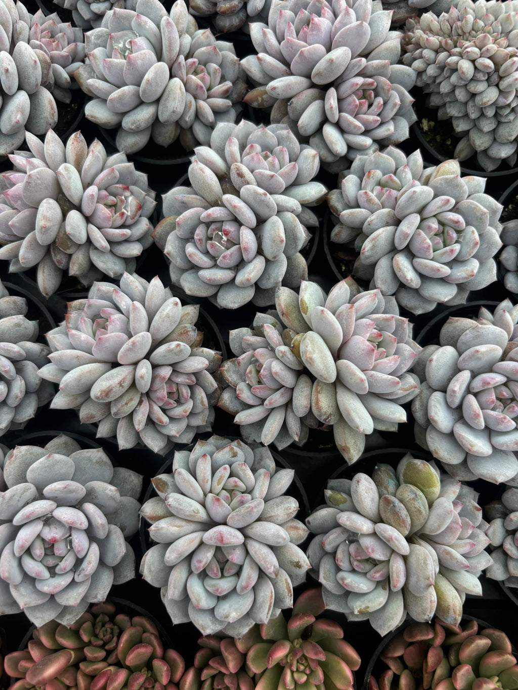 Q062 エケベリア・モンロー(（鉢物）