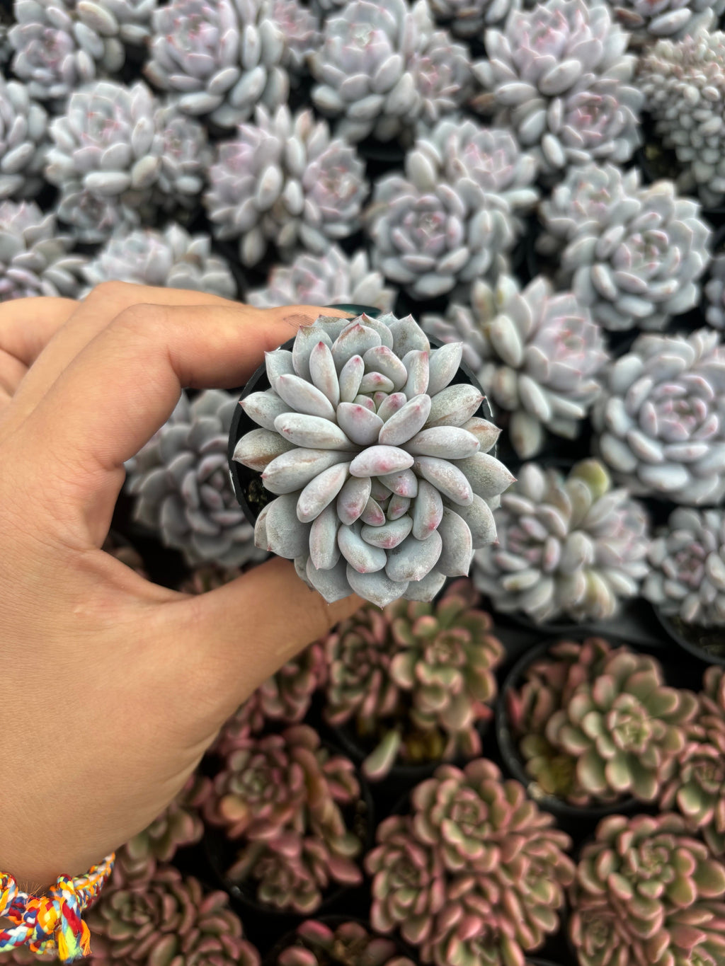 Q062 エケベリア・モンロー(（鉢物）