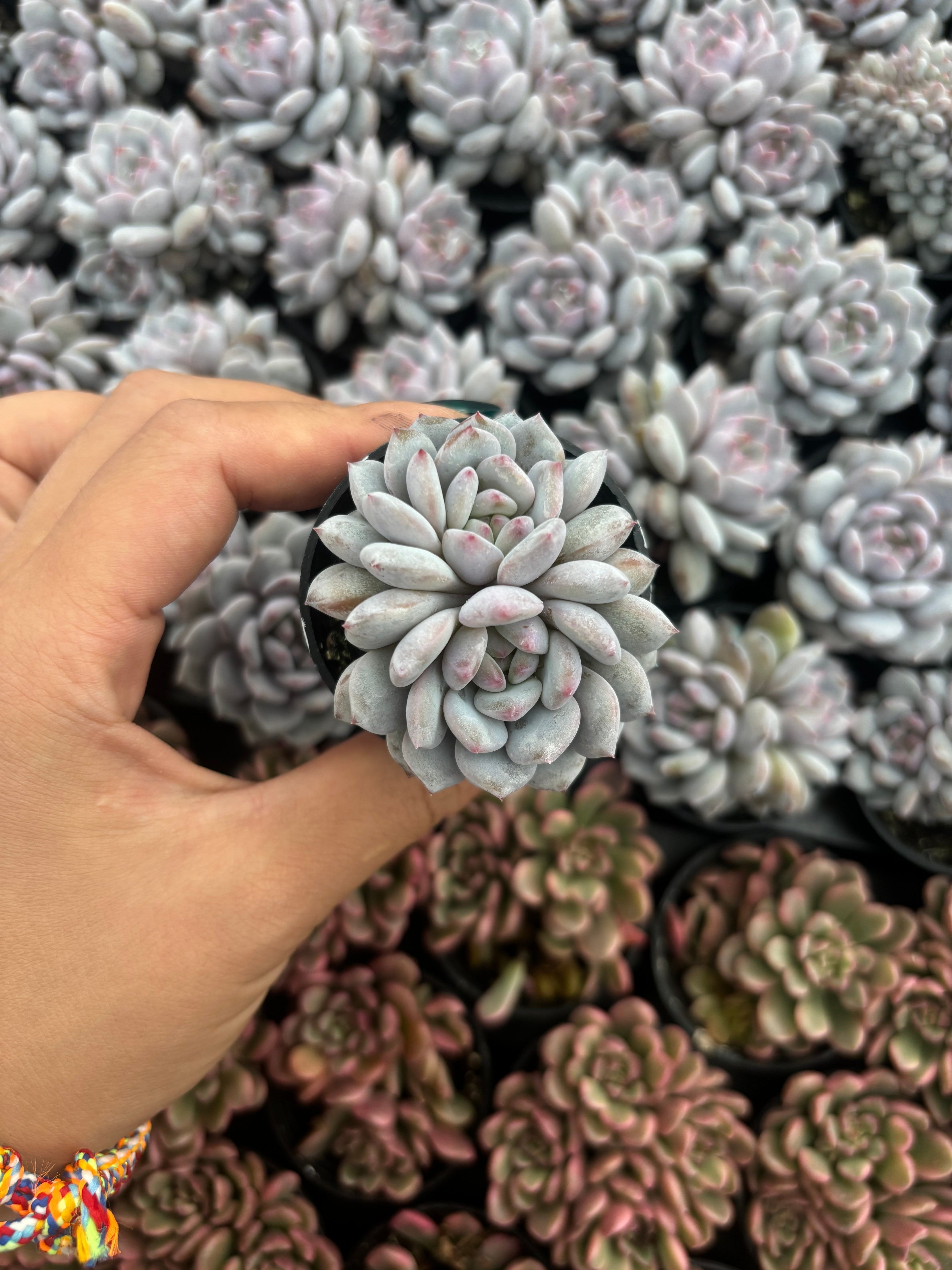 Q062 エケベリア・モンロー(（鉢物）