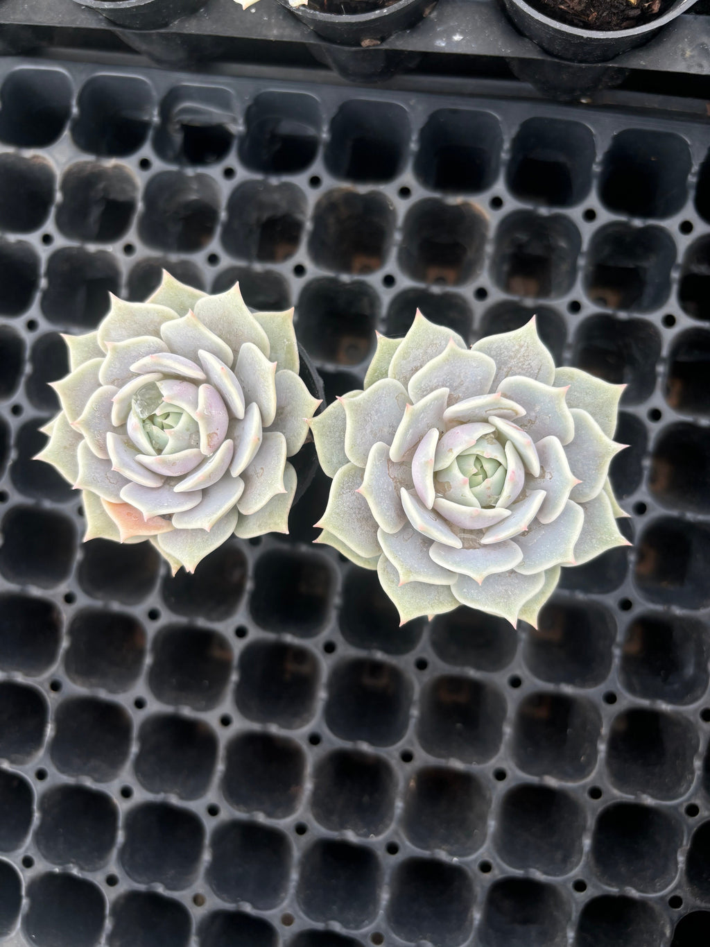 Q063 エケベリア・ローラ