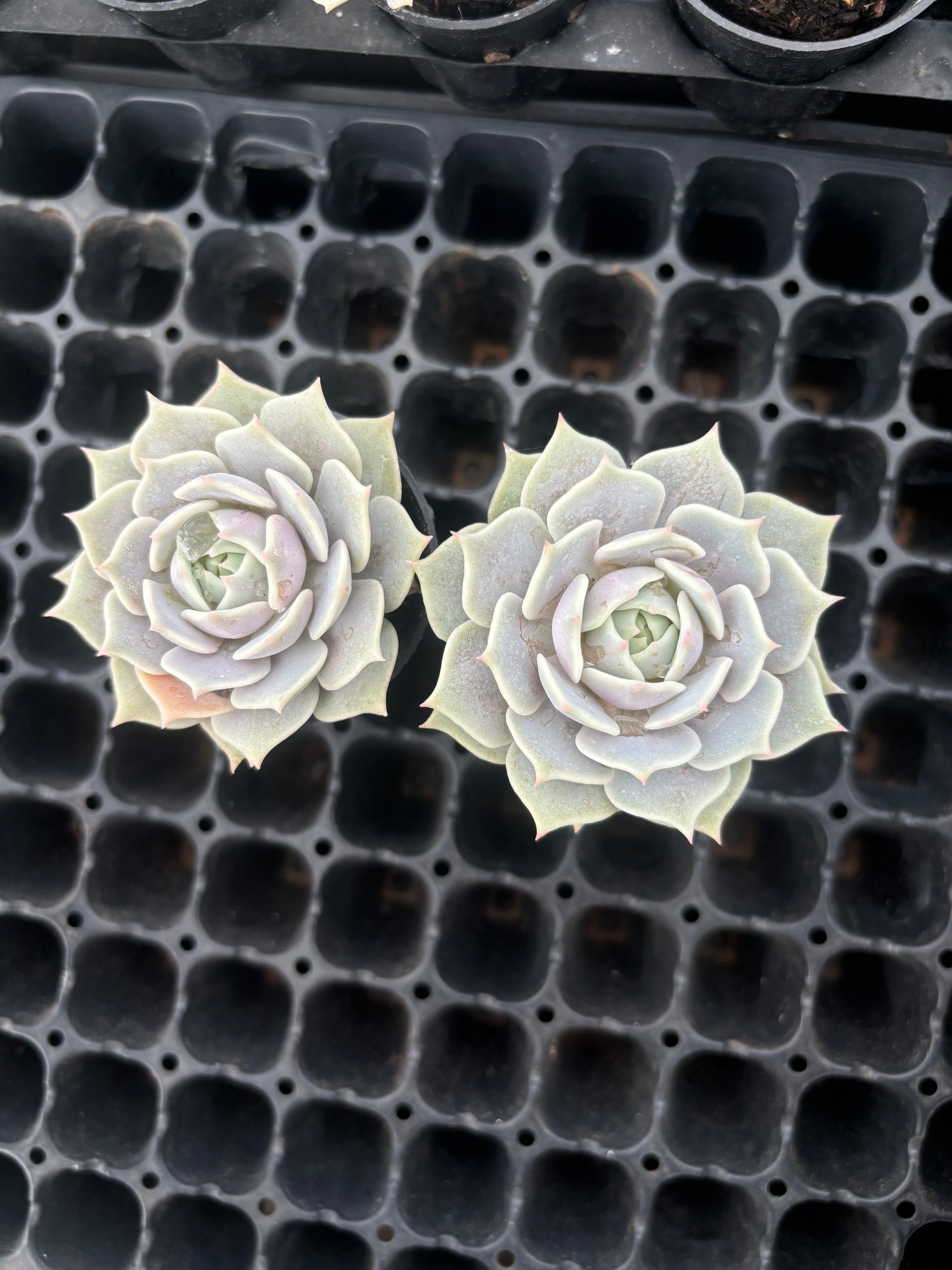 Q063 エケベリア・ローラ