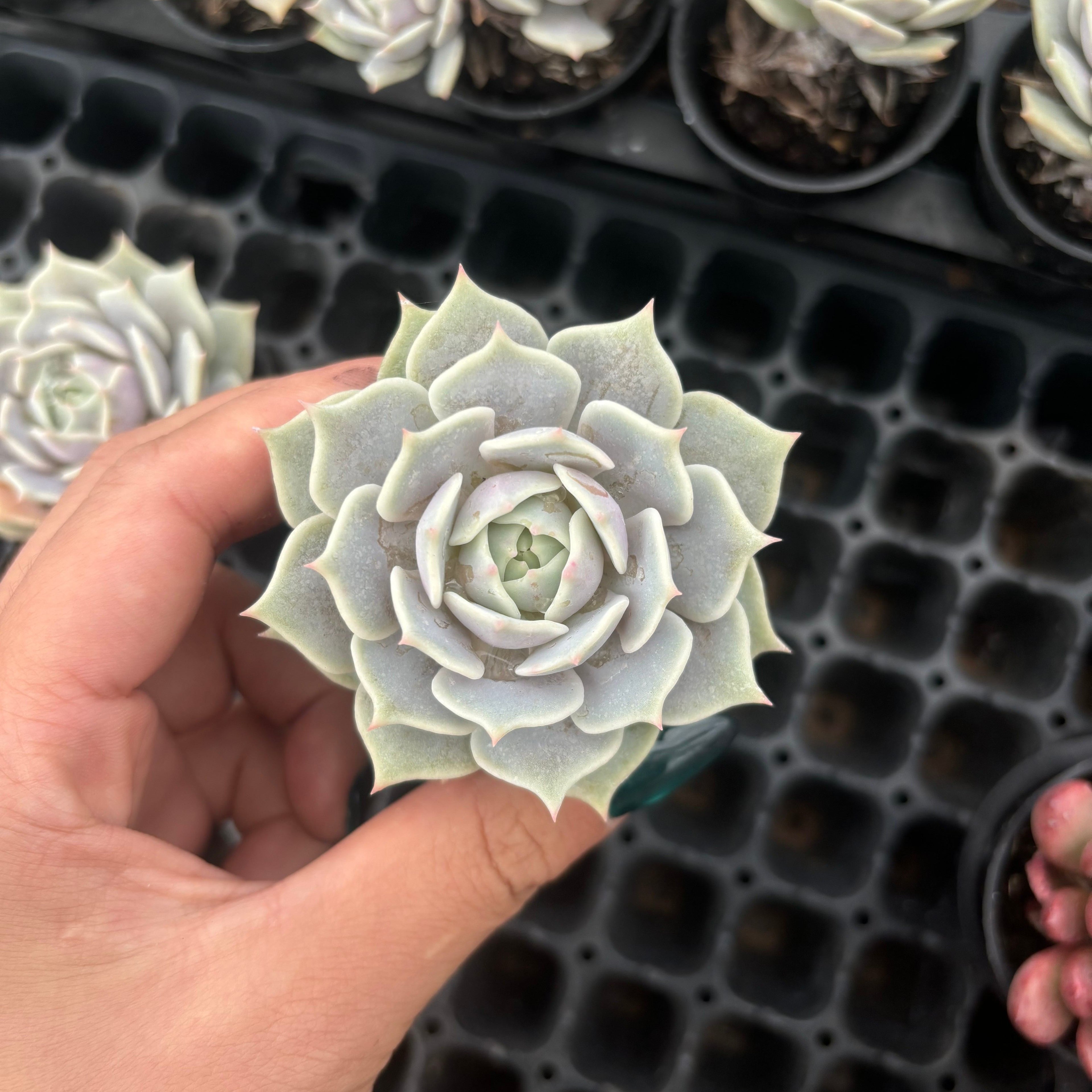 Q063 エケベリア・ローラ