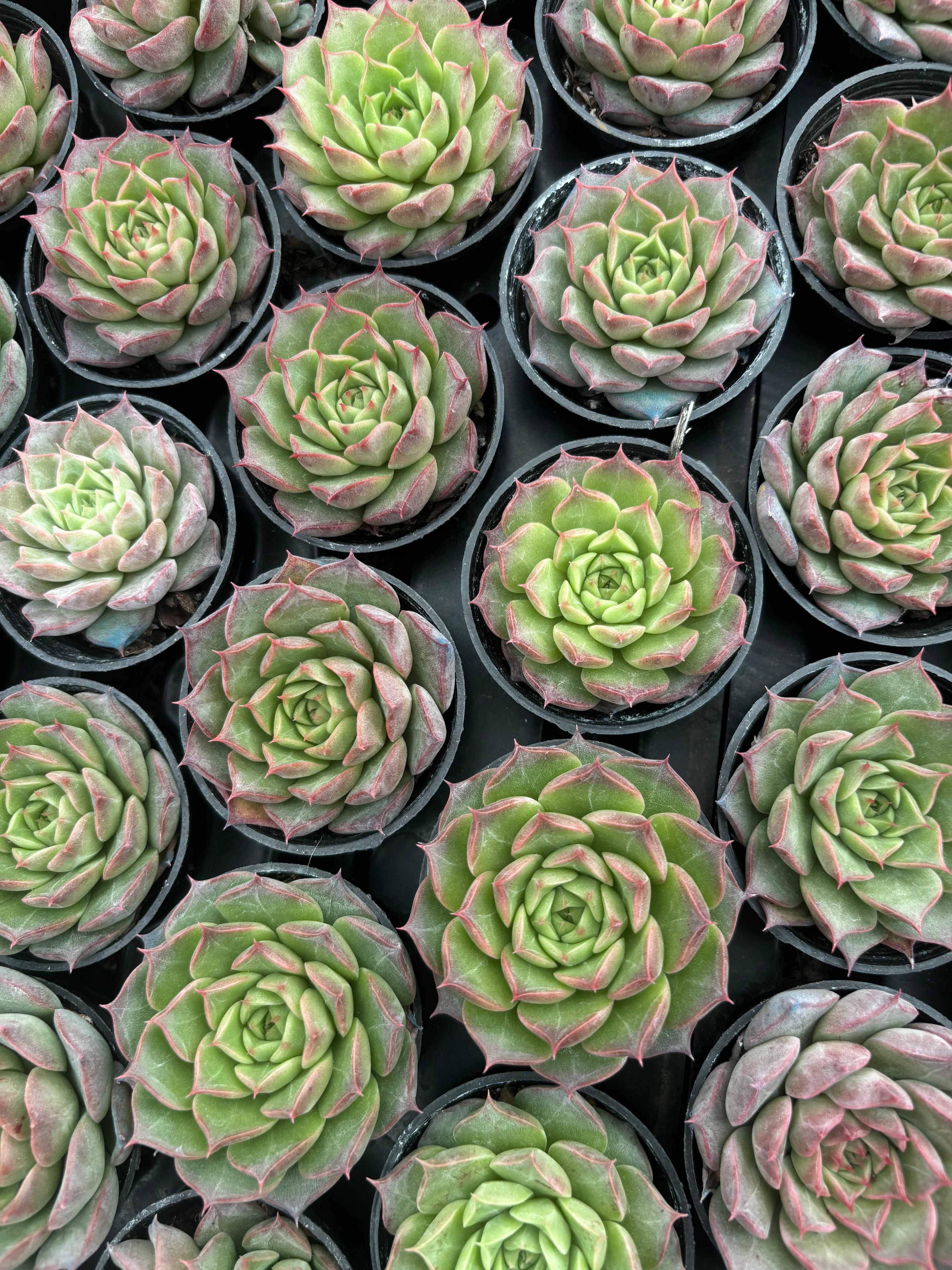 Q064 エケベリア・ブラッドコンク