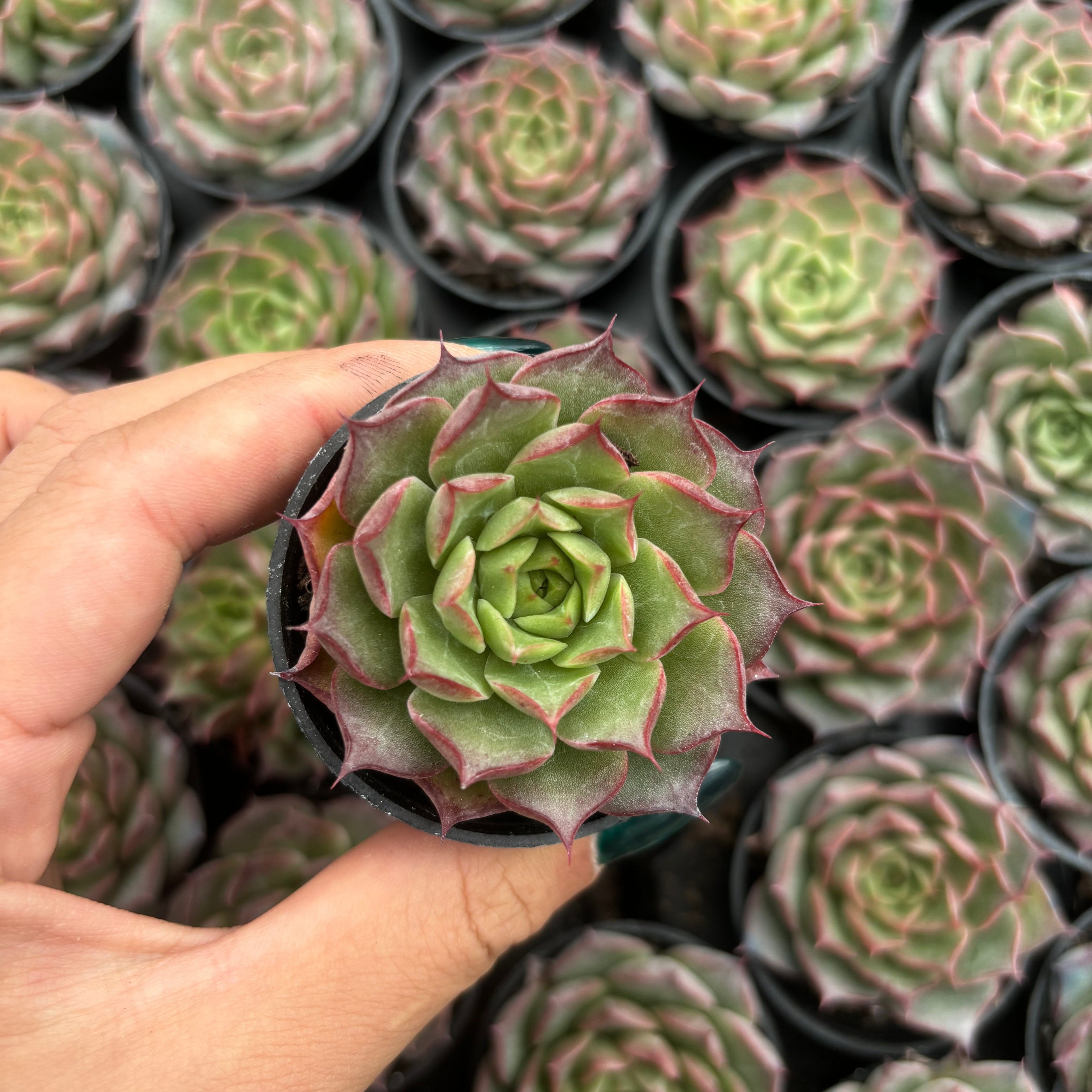 Q064 エケベリア・ブラッドコンク