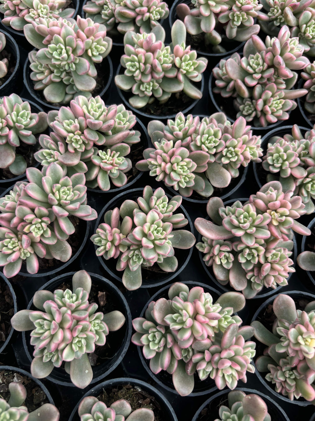 Q065 エケベリア・ターロック・錦