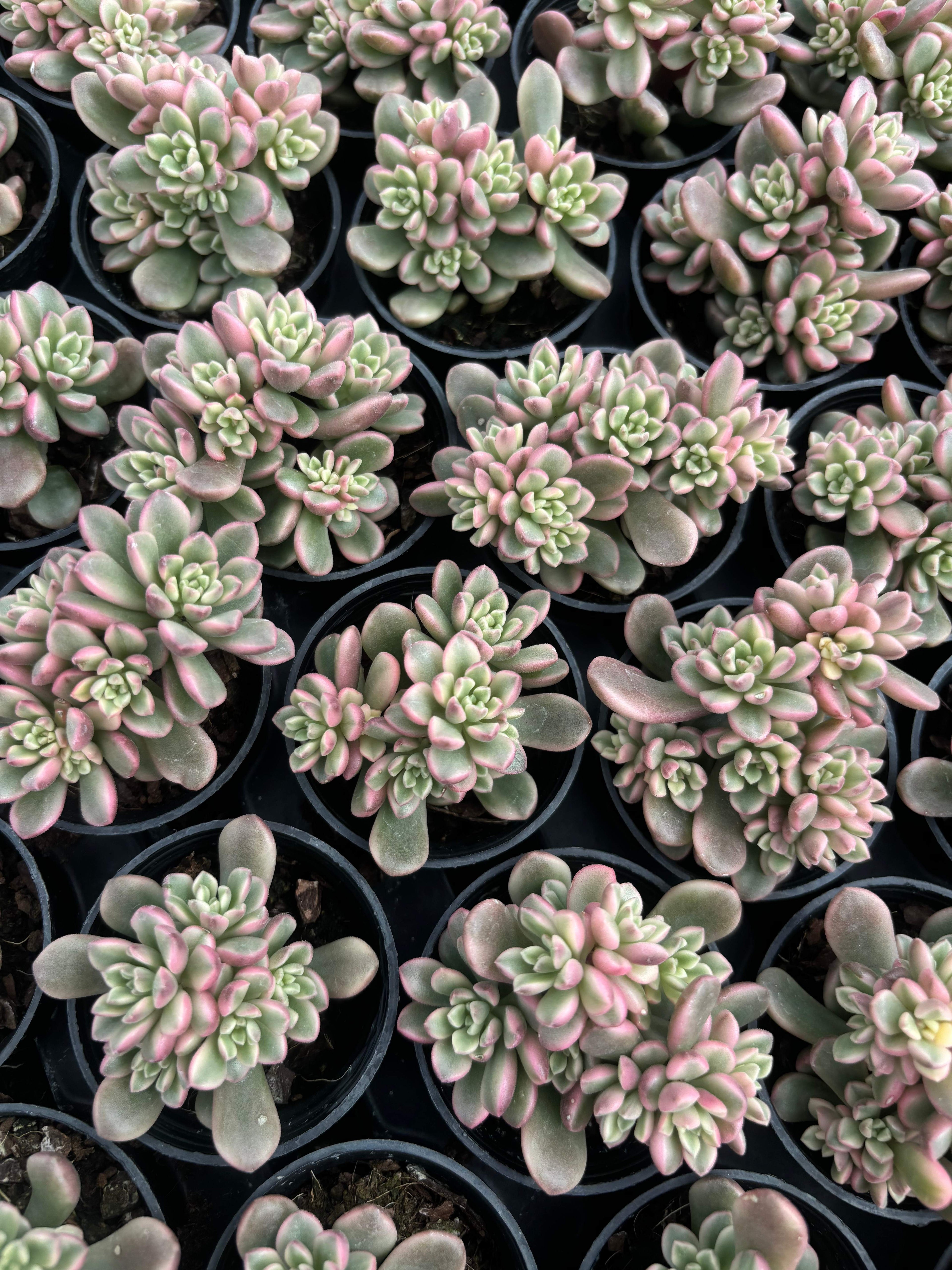 Q065 エケベリア・ターロック・錦