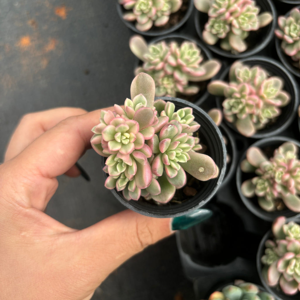 Q065 エケベリア・ターロック・錦