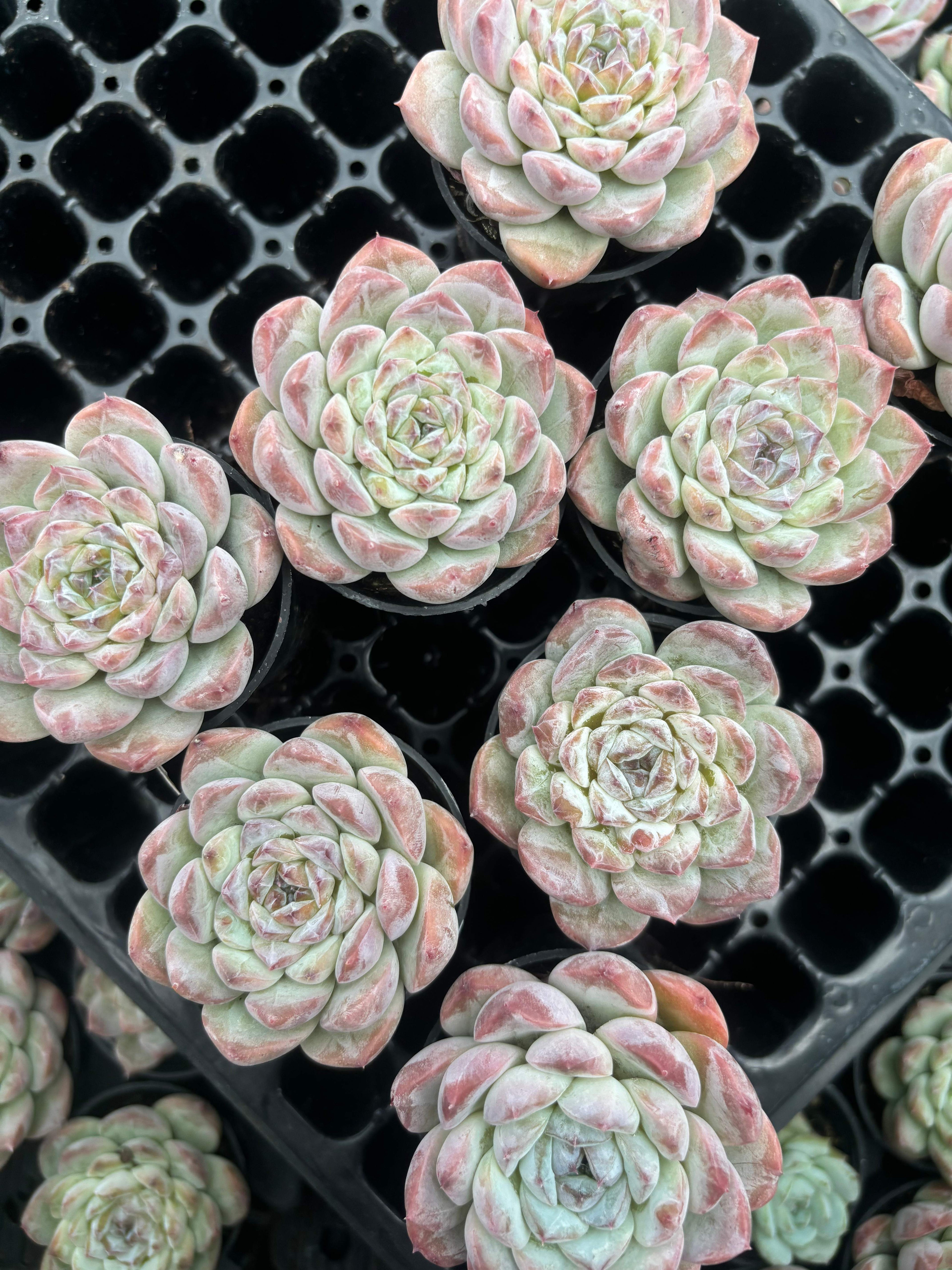 Q066 エケベリア・アイススピリット