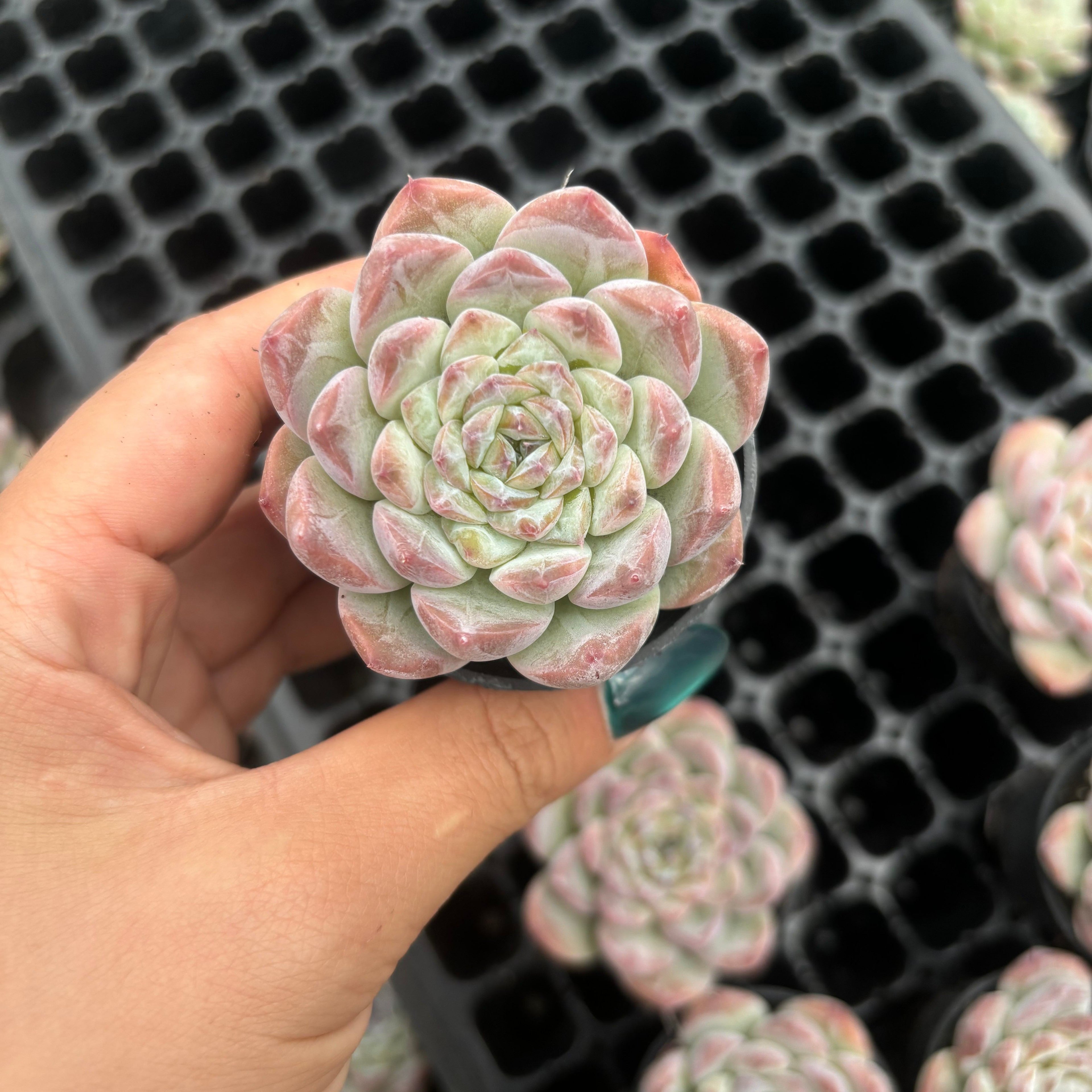 Q066 エケベリア・アイススピリット