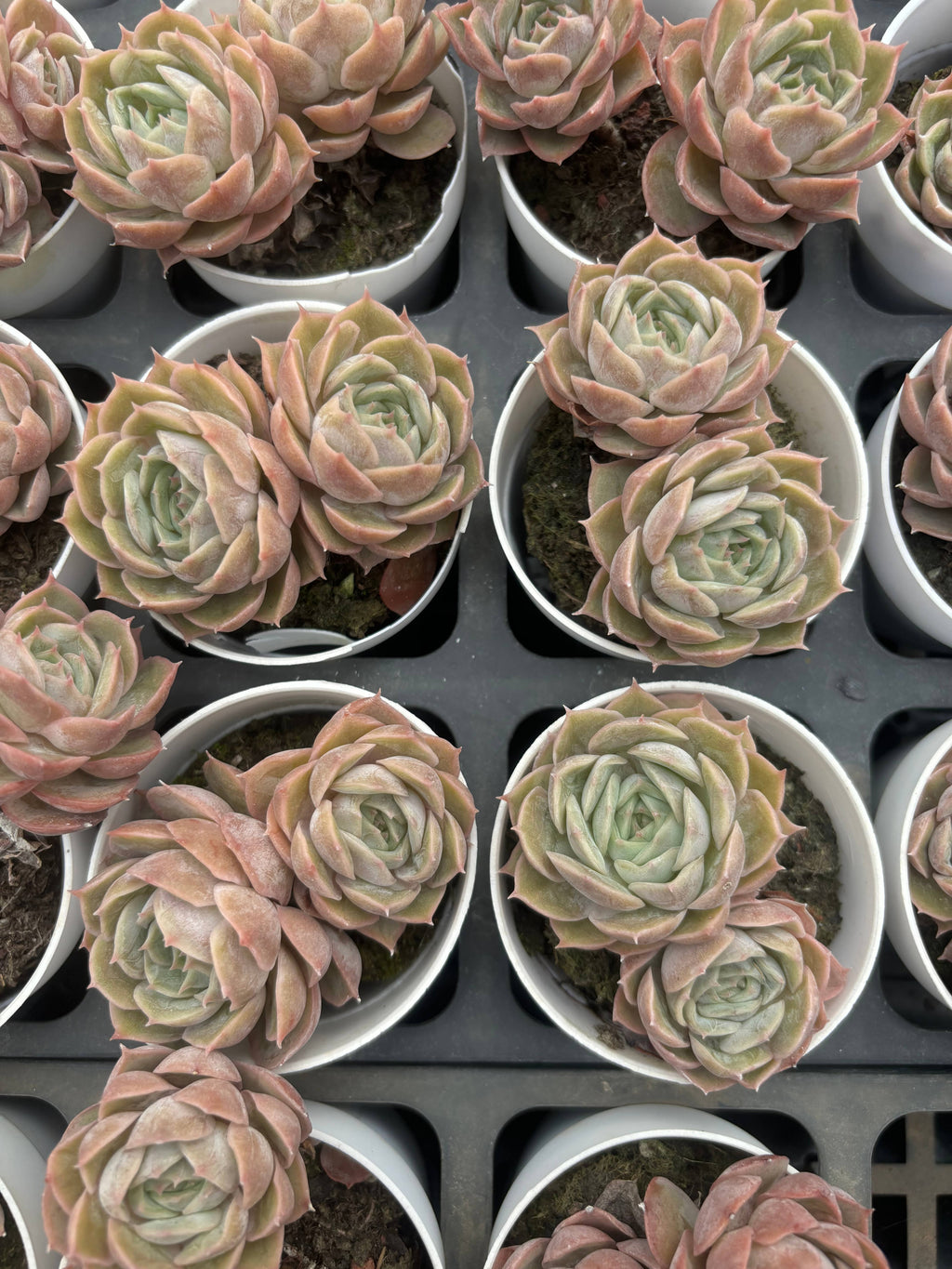 Q067 エケベリア・オンズロー(（鉢物）