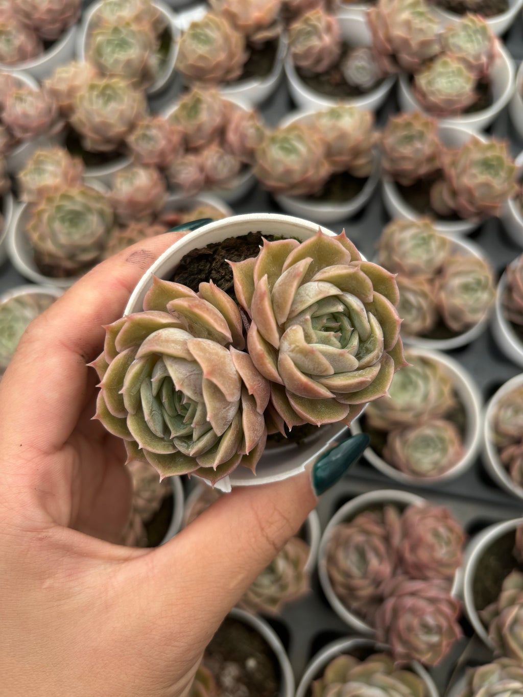 Q067 エケベリア・オンズロー(（鉢物）