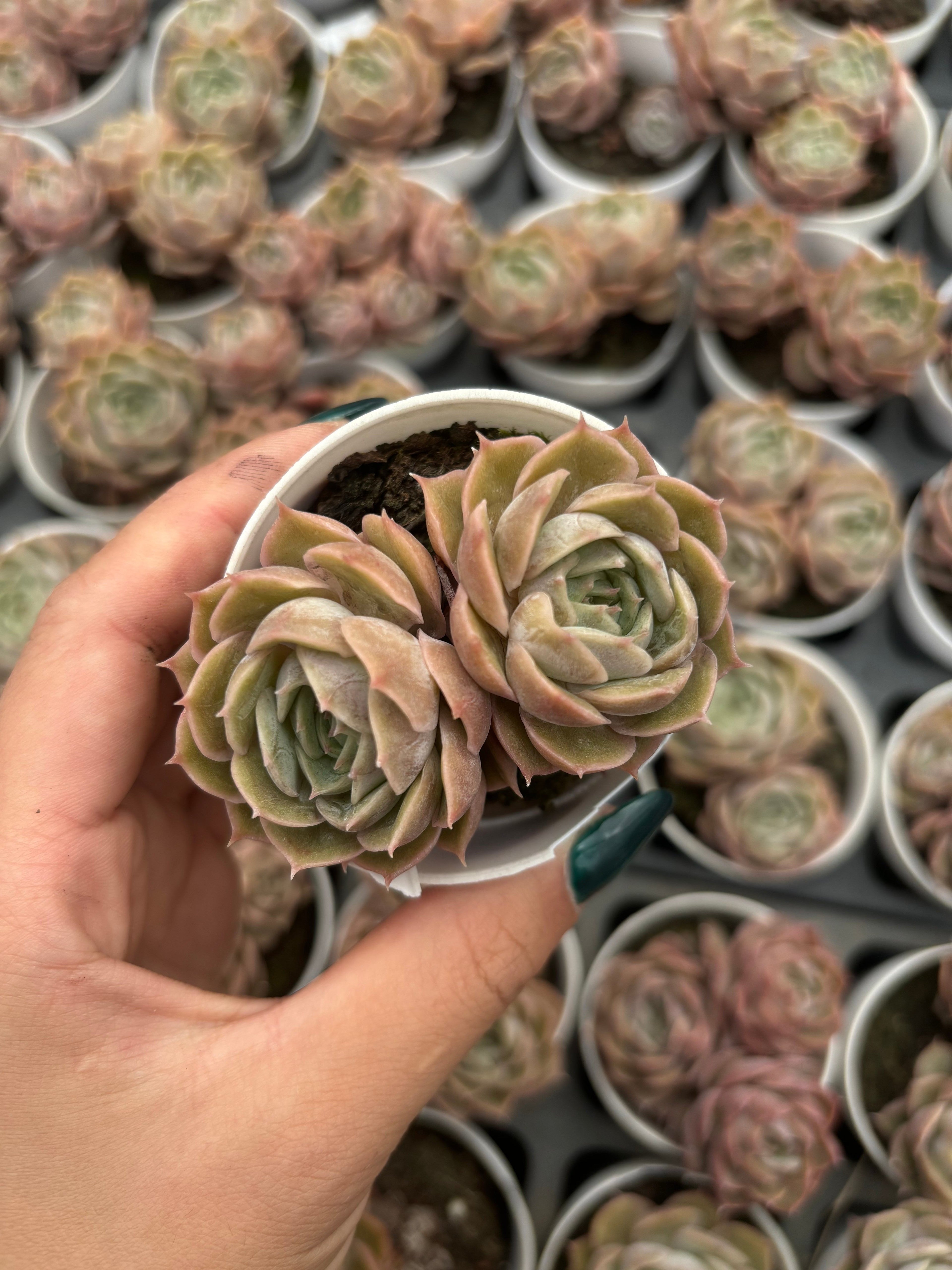 Q067 エケベリア・オンズロー(（鉢物）