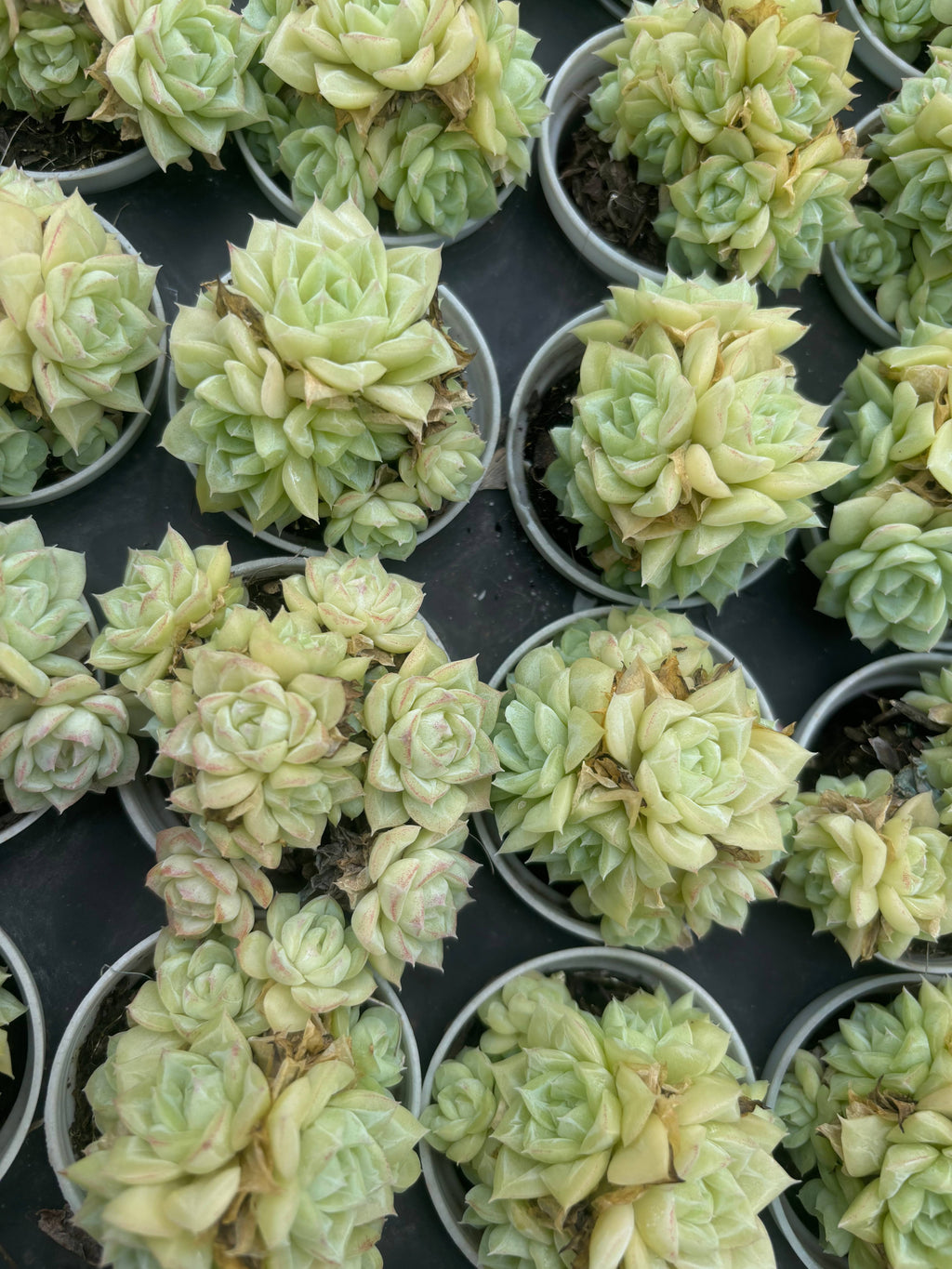 Q068 エケベリア・ホワイトスワン