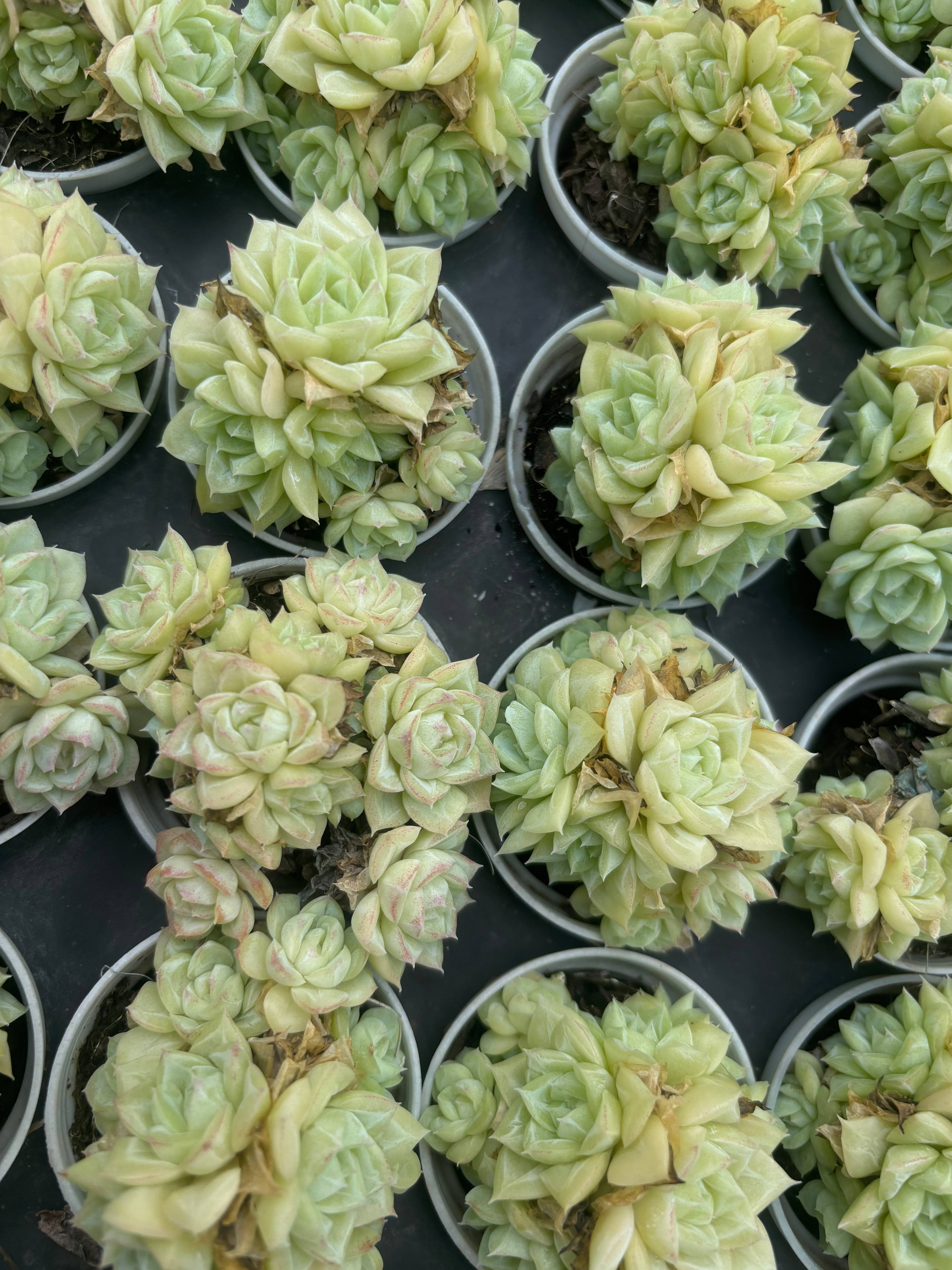 Q068 ホワイトスワン エケベリア