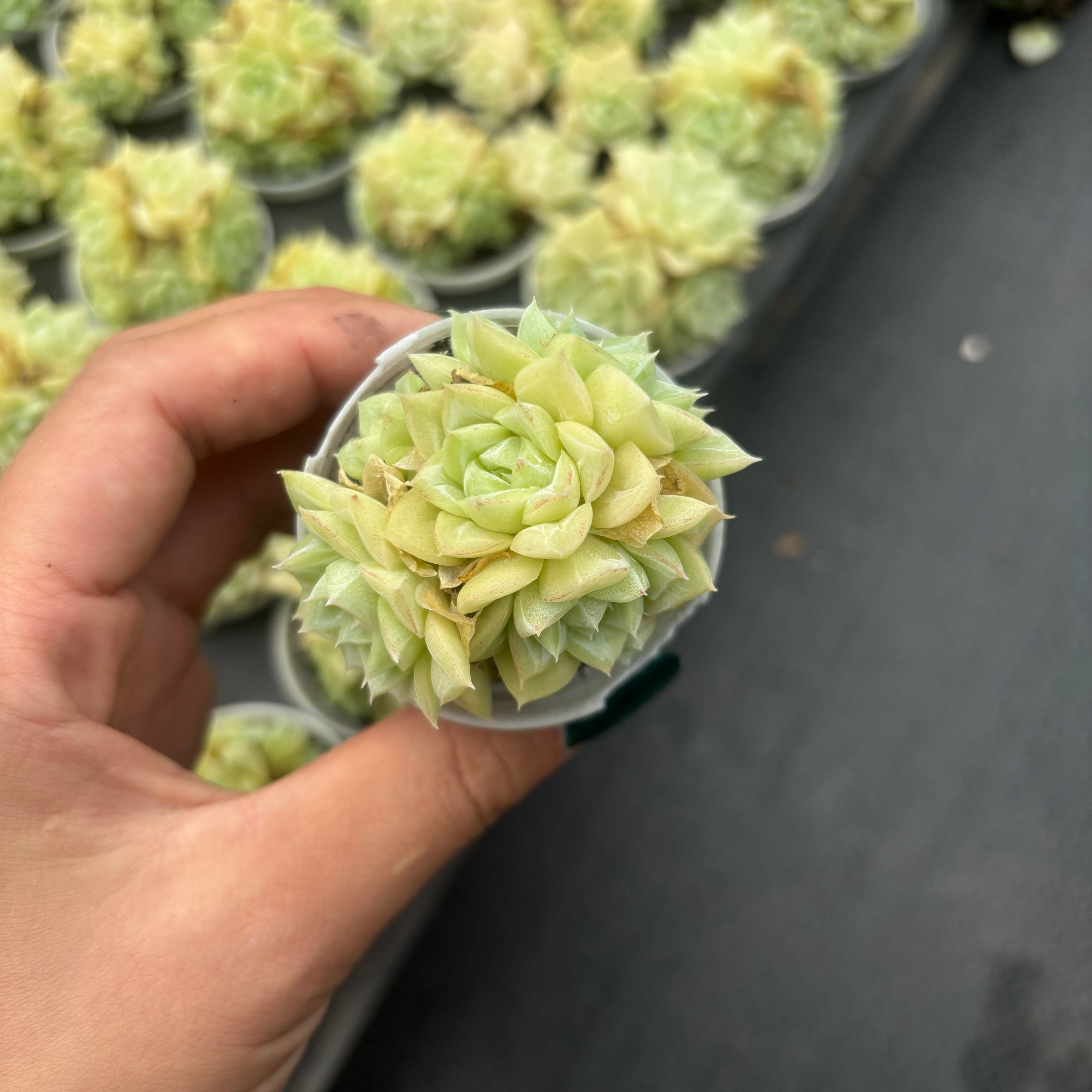 Q068 エケベリア・ホワイトスワン