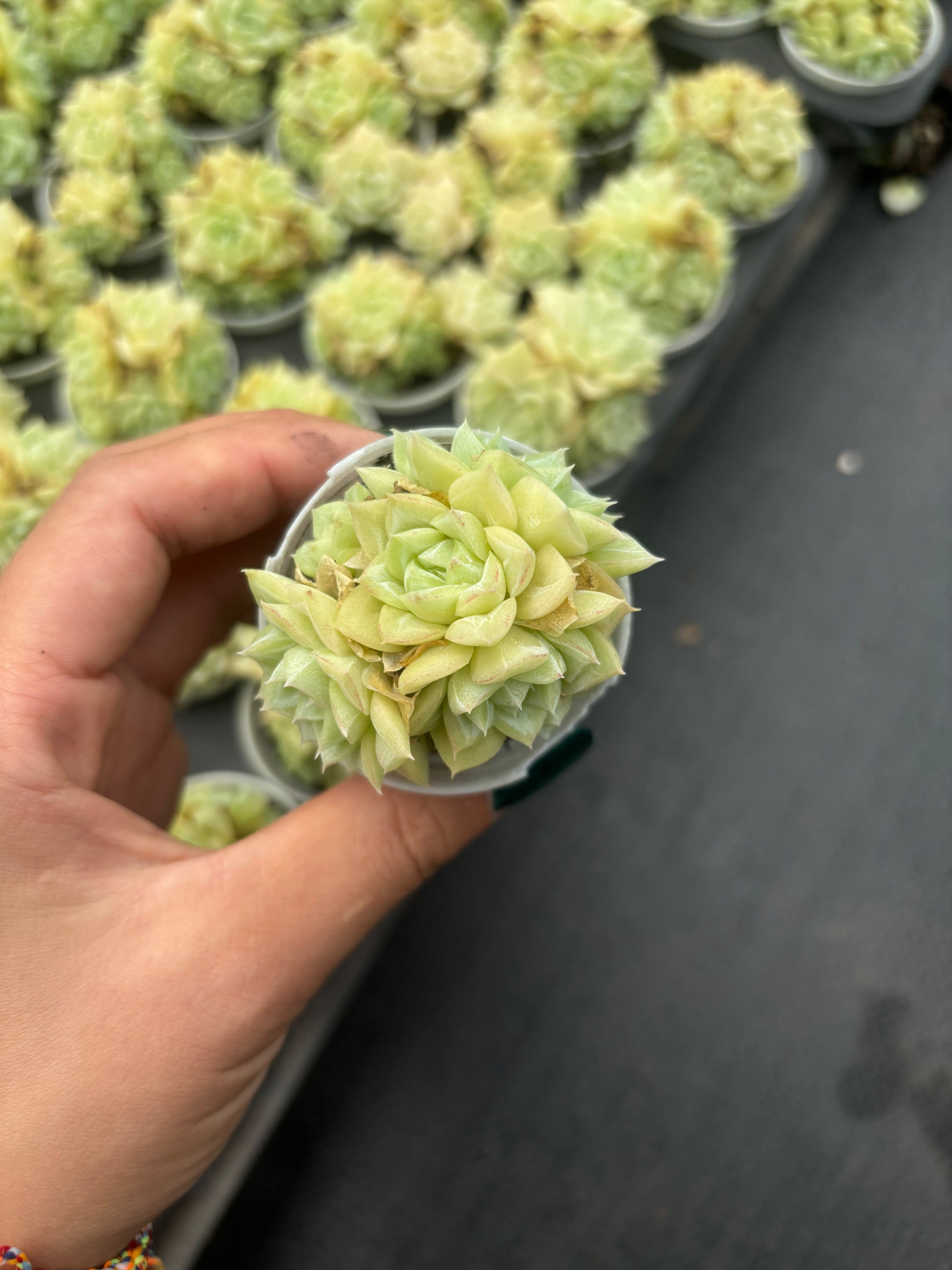 Q068 ホワイトスワン エケベリア