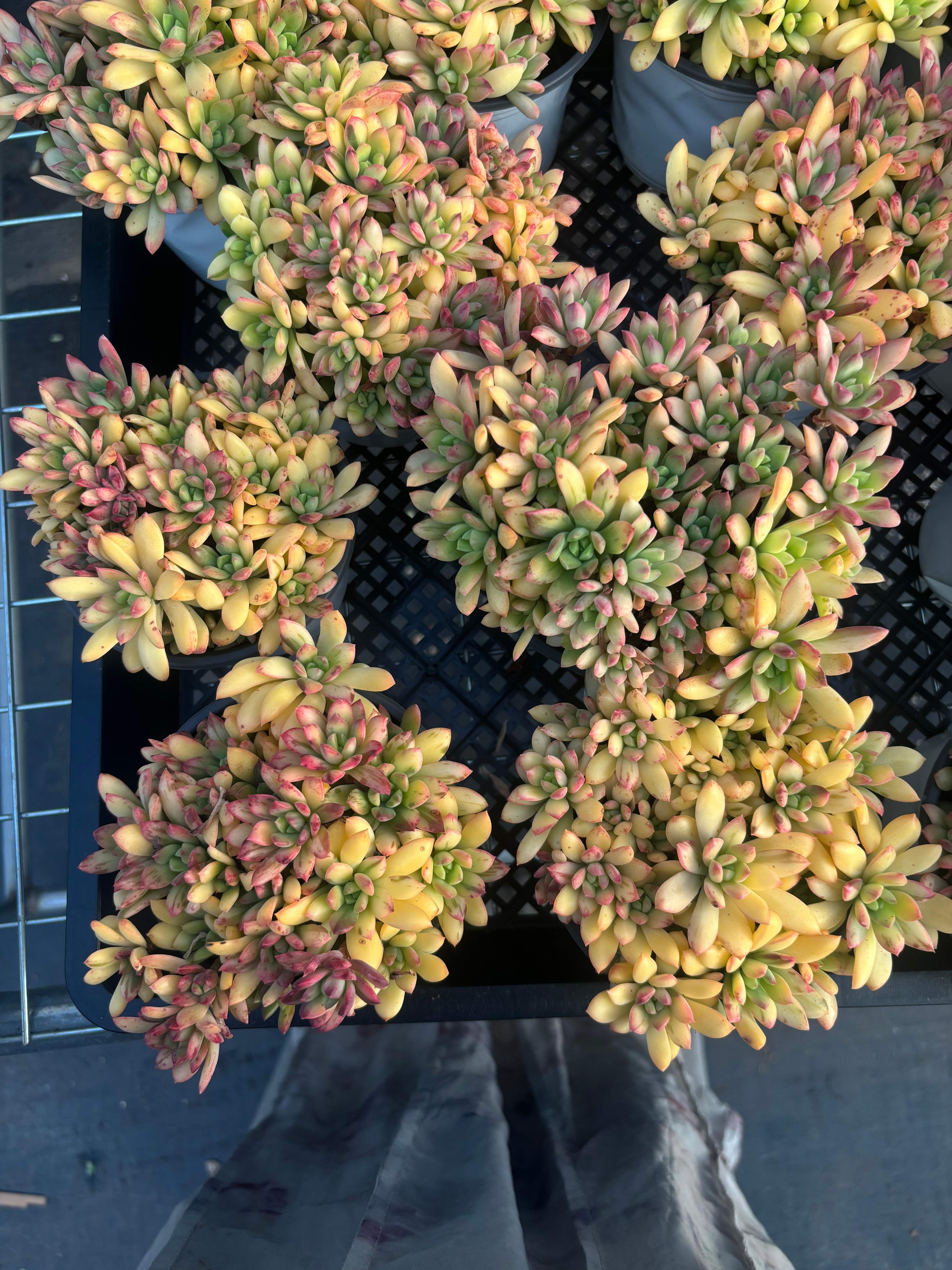 Q069 エケベリア・ミニベル・錦(（鉢物）