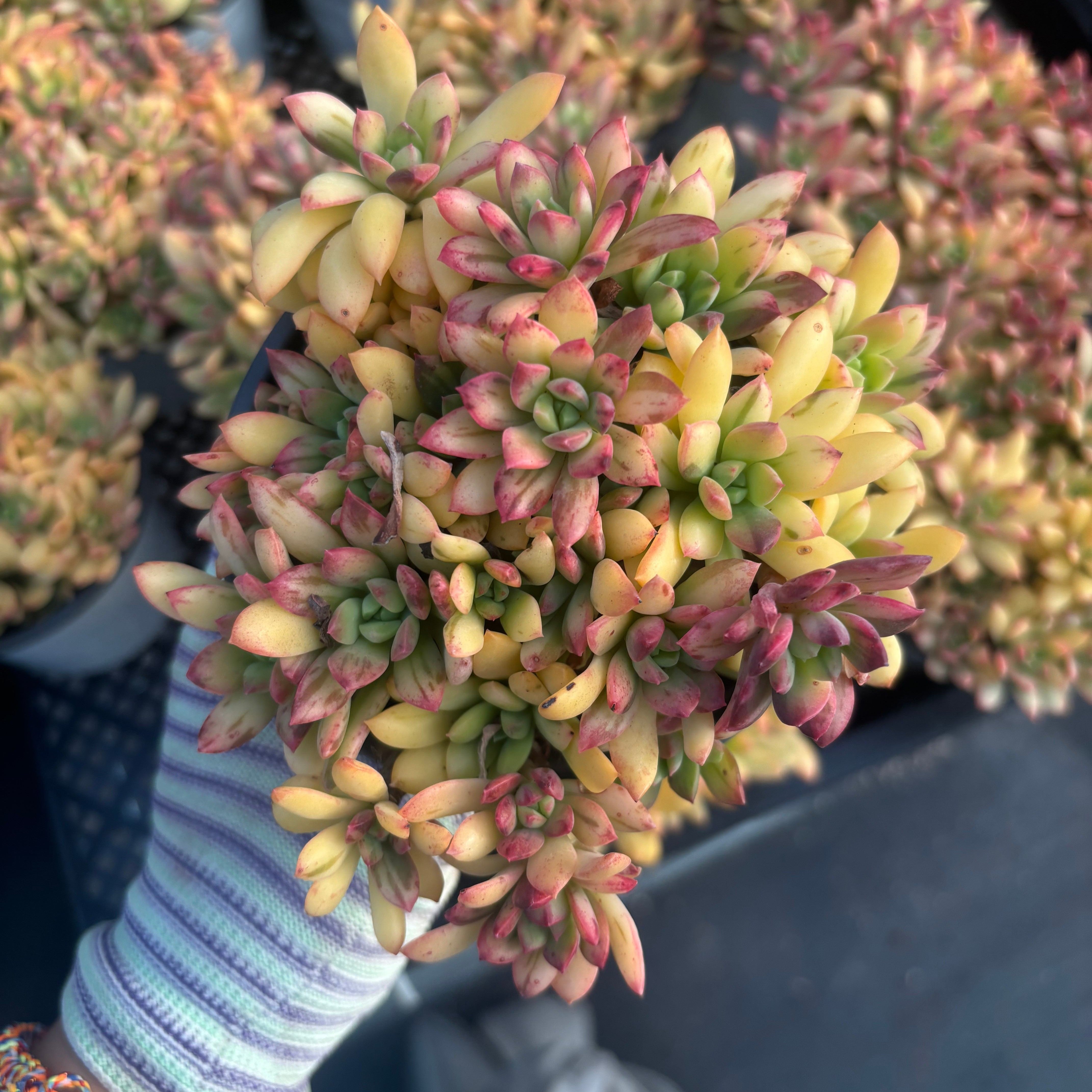 New Arrivals – 環球園芸