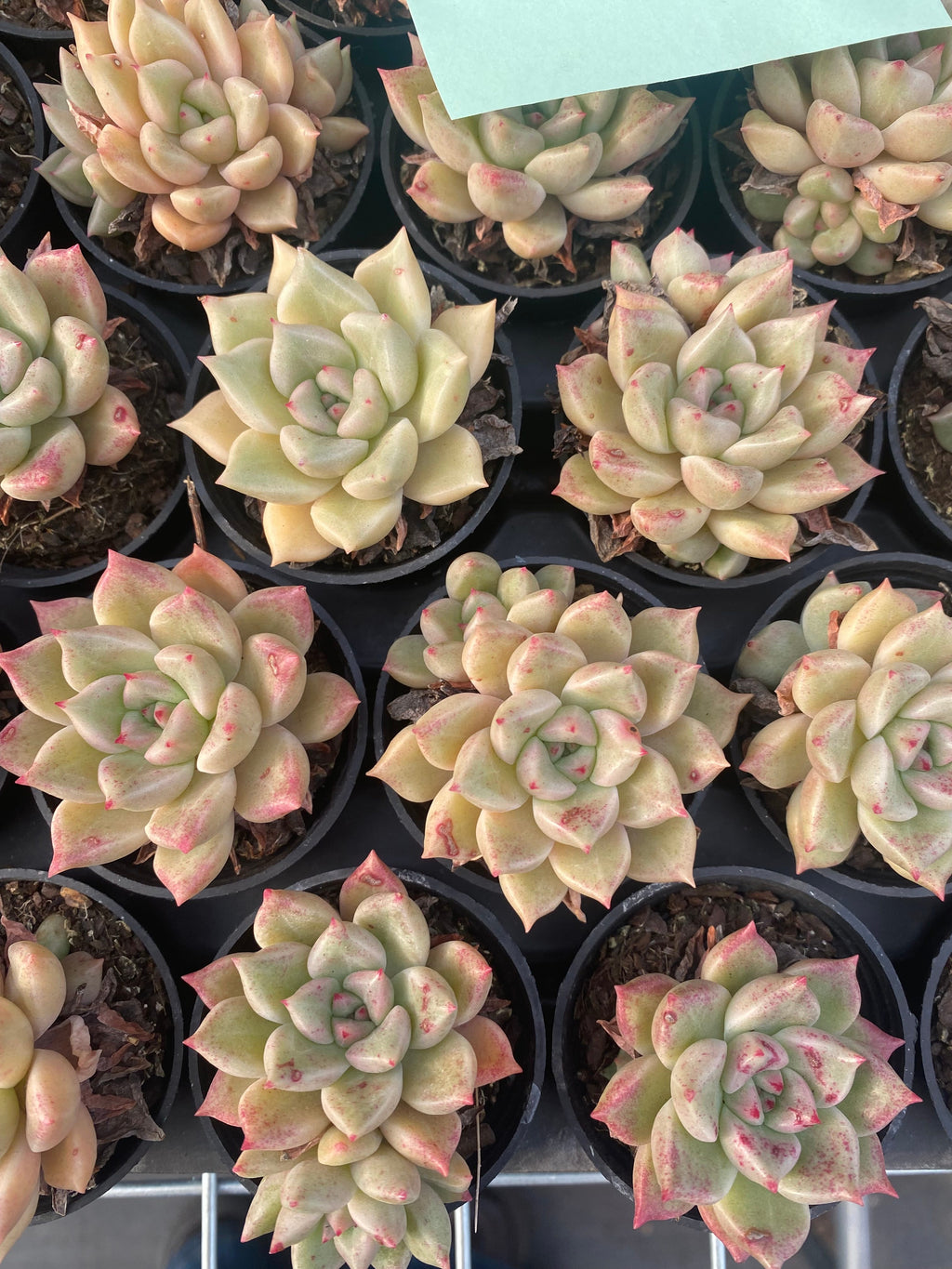 Q078 エケベリア アージー