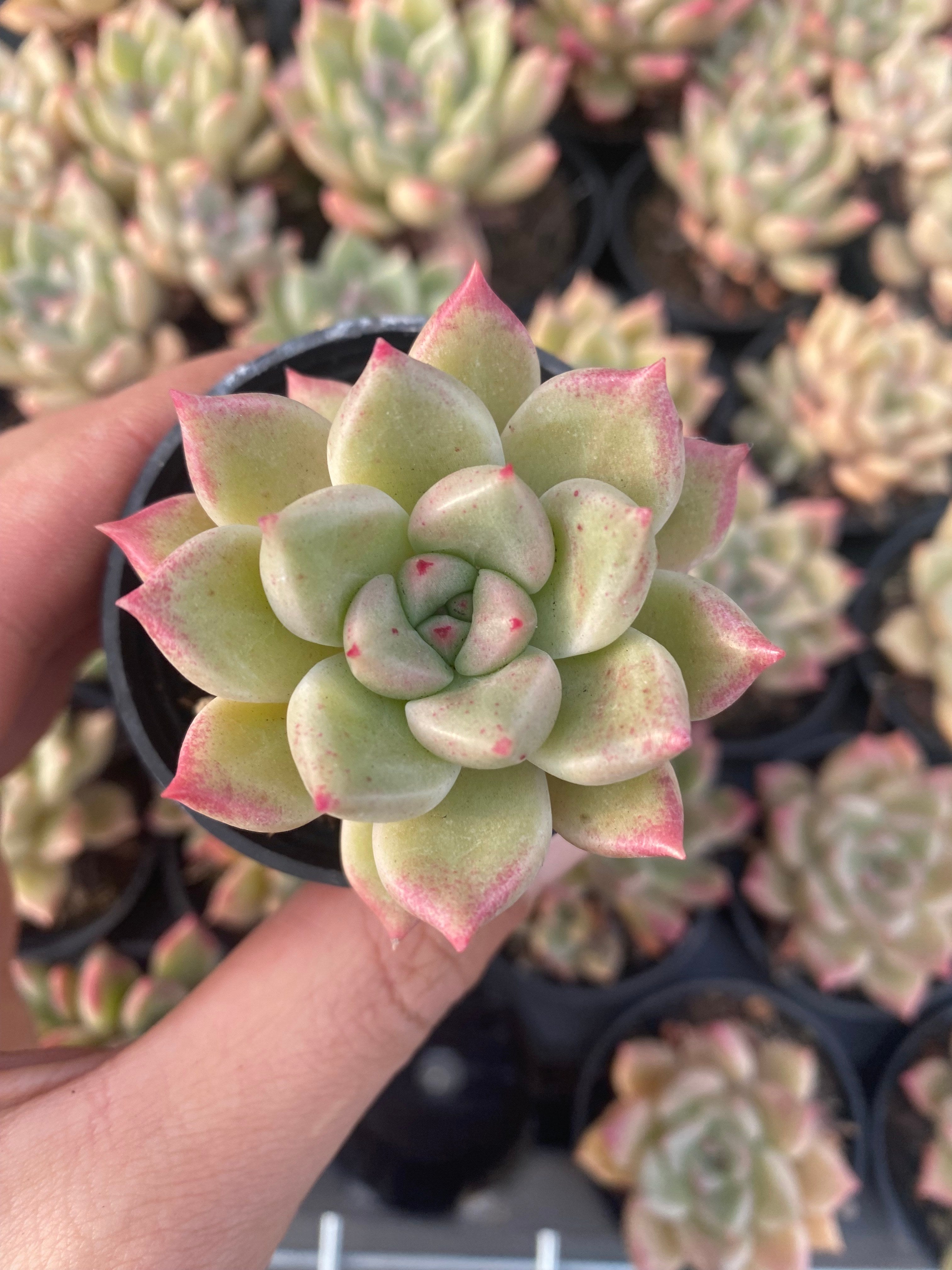 Q078 エケベリア アージー