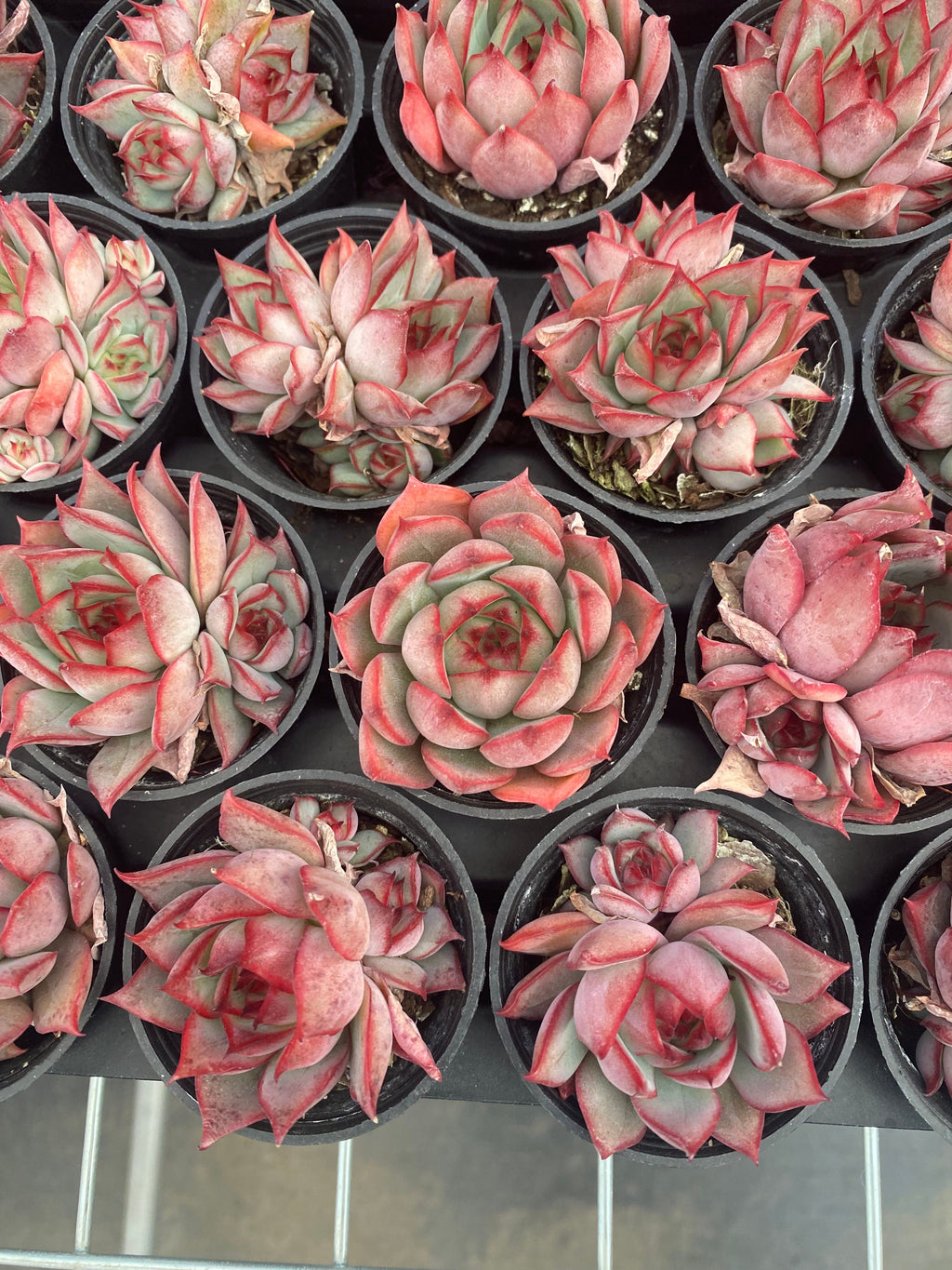 Q104 蓮灯 エケベリア