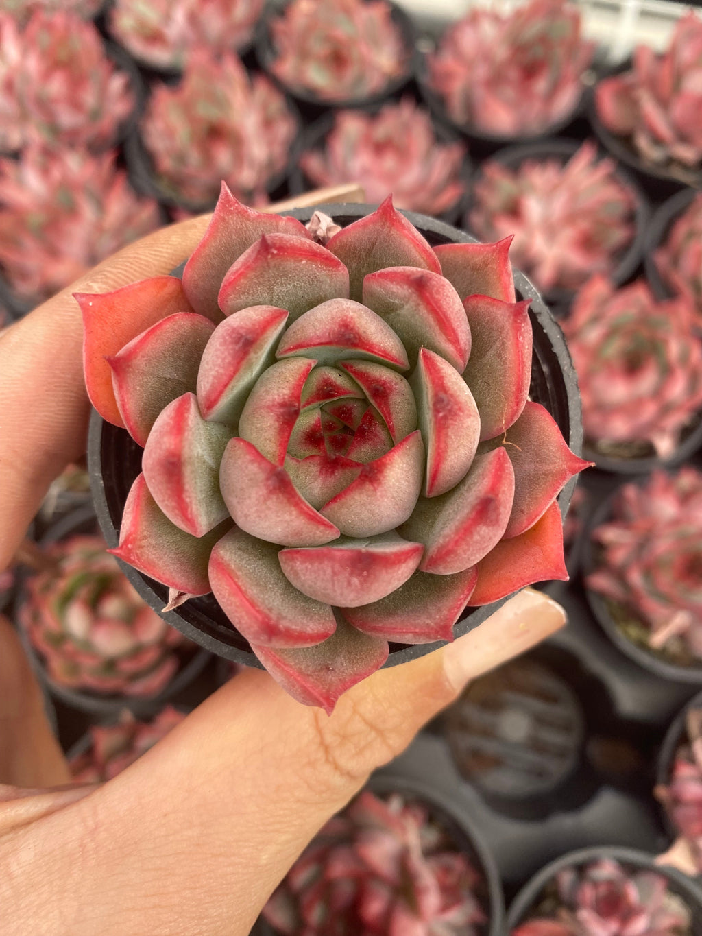 Q104 蓮灯 エケベリア