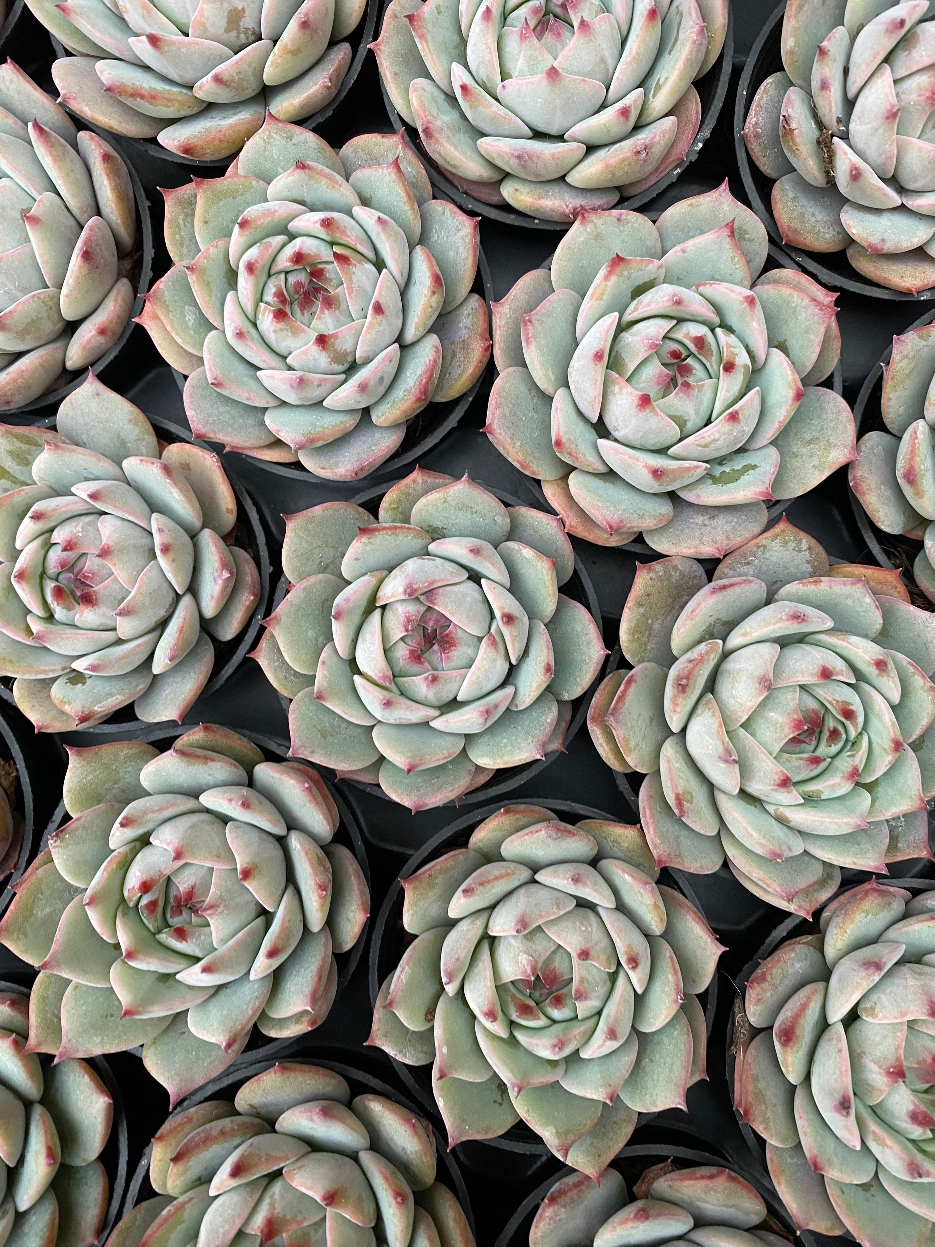 Q106 エケベリア リンジン