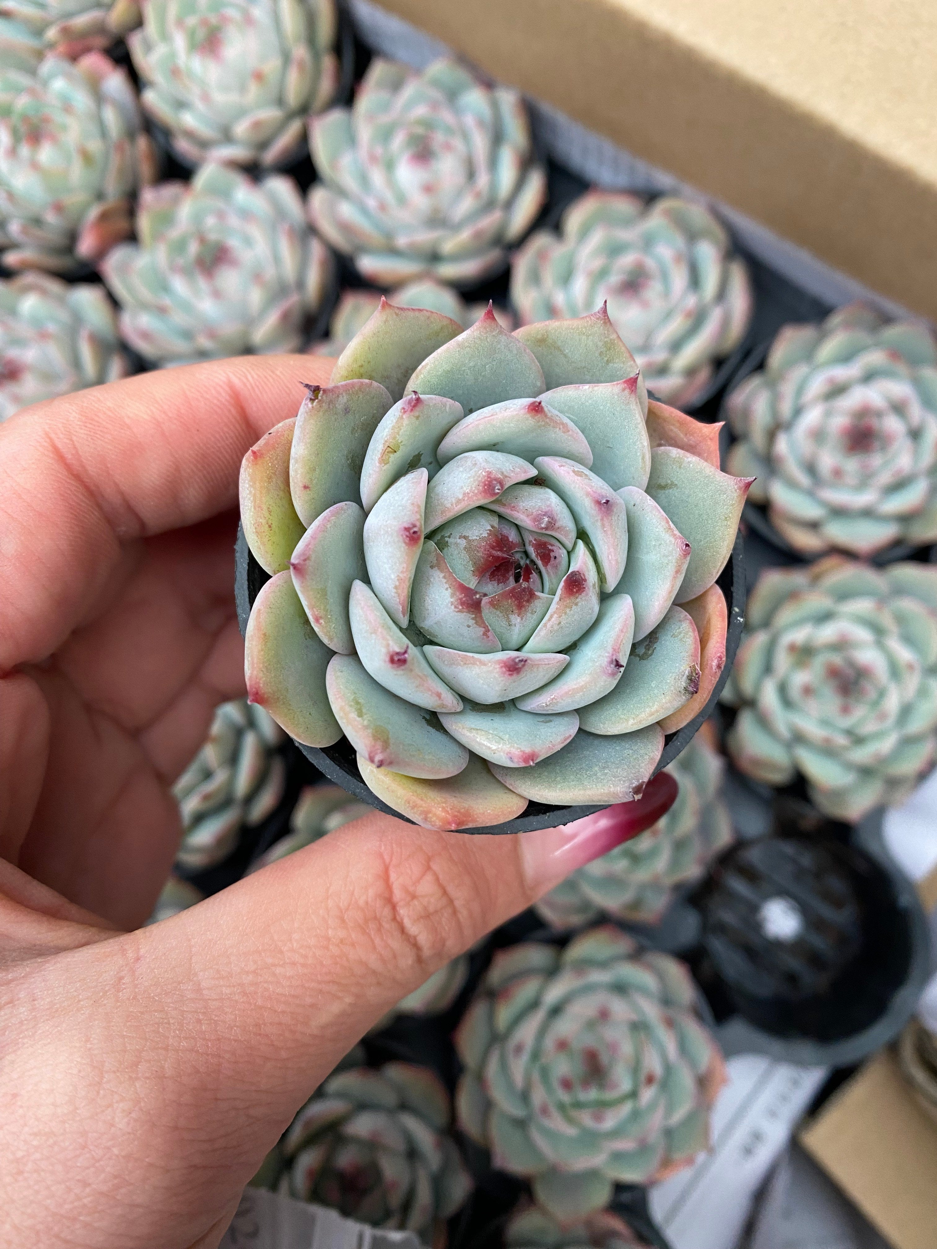 Q106 エケベリア リンジン