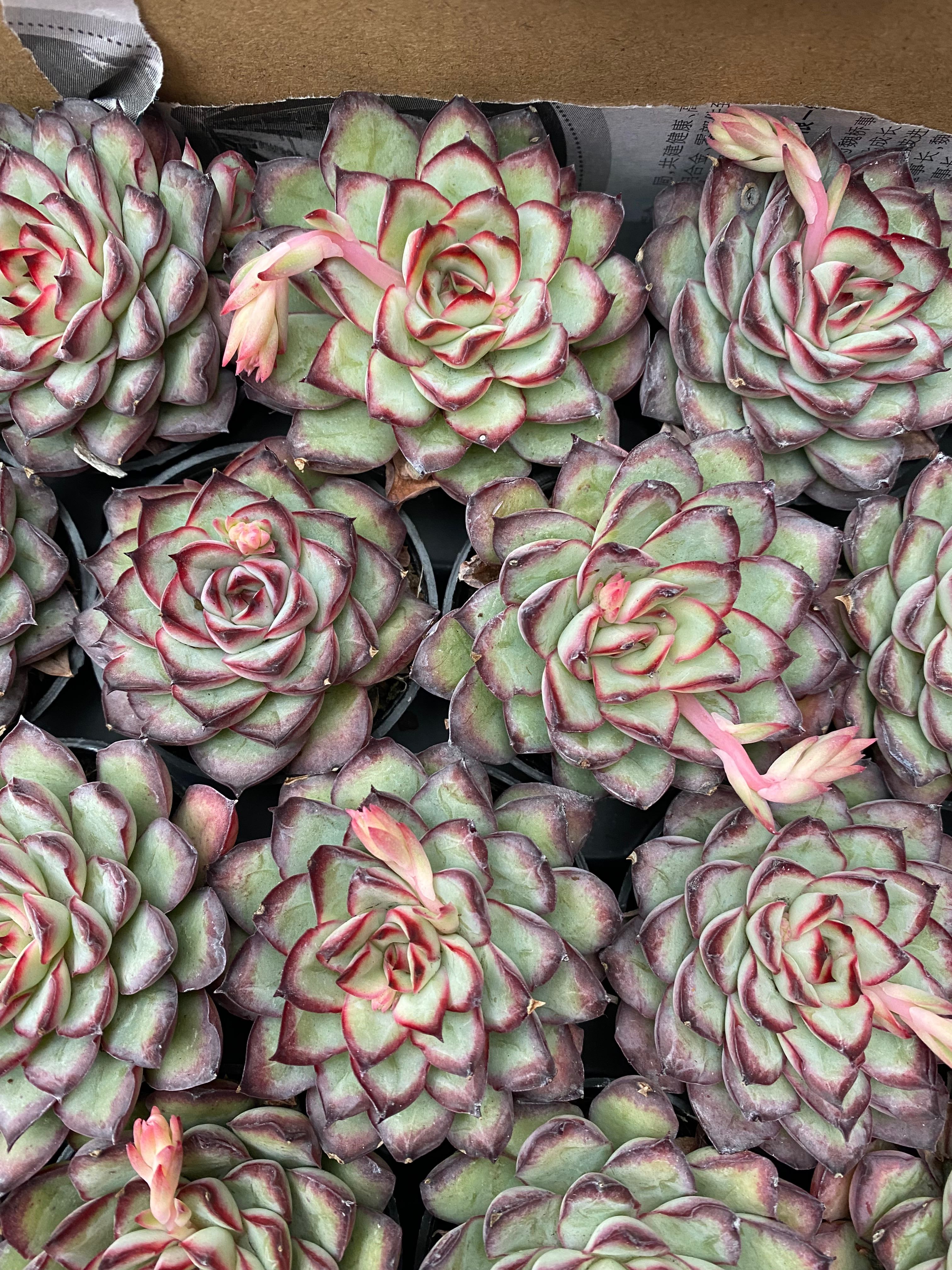 Q107 エケベリア メキシコプリドネス