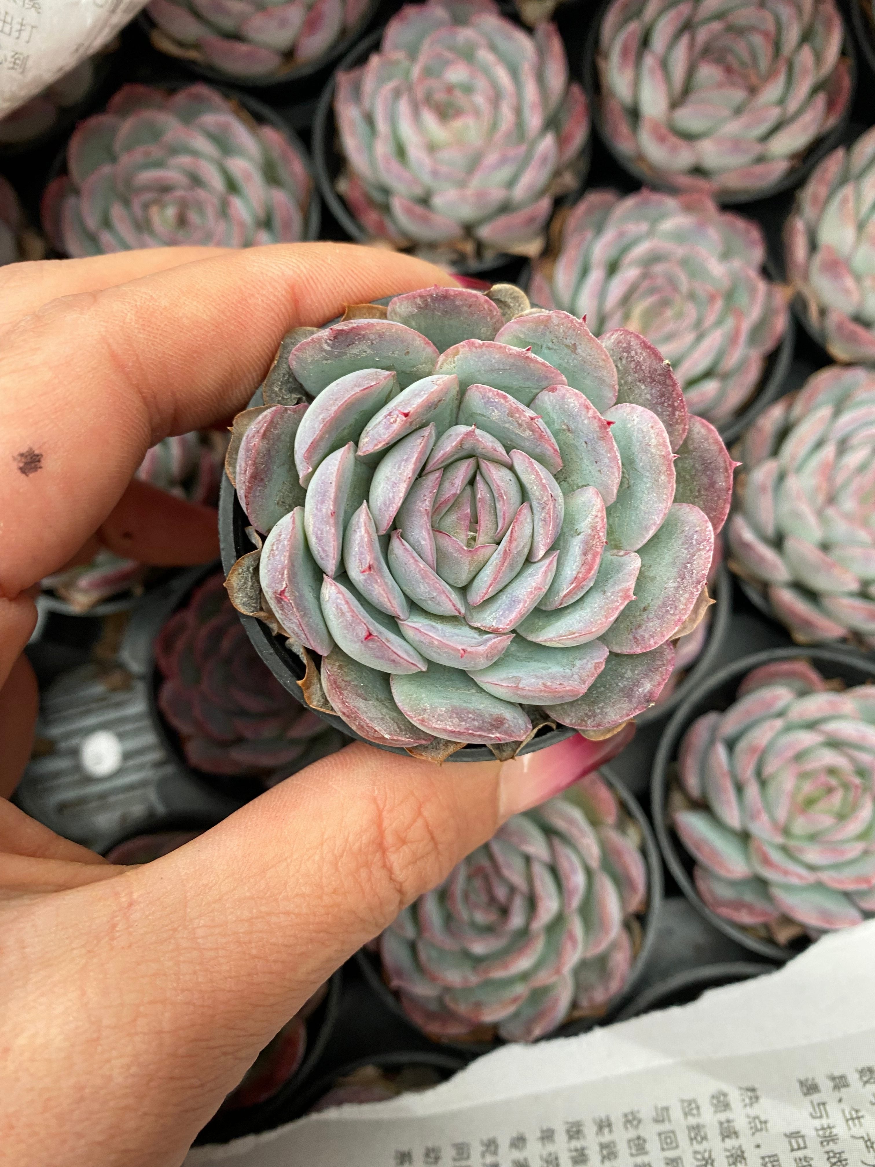 Q108 エケベリア ストロベリーアイス