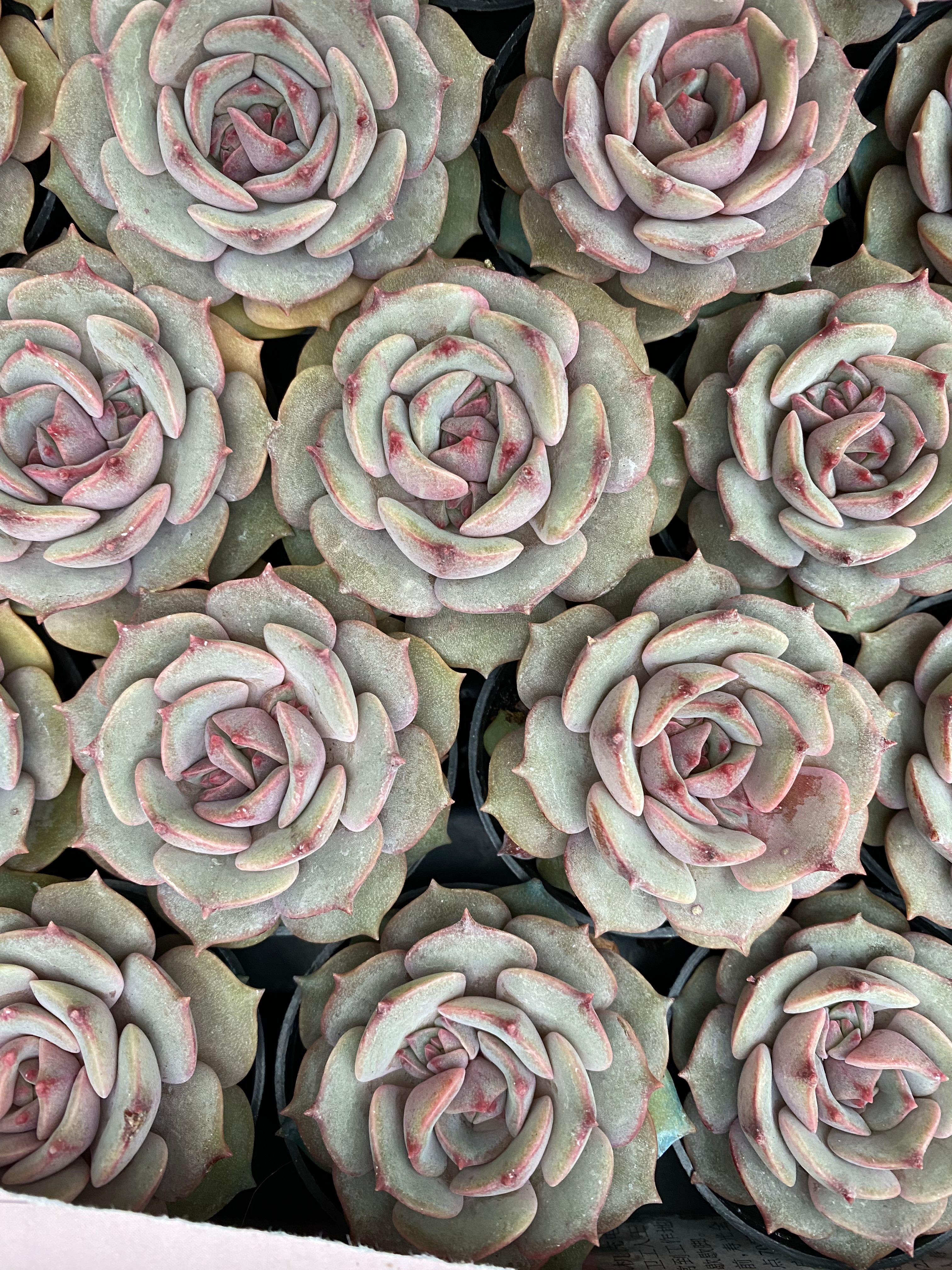 Q109 エケベリア  パープルバタフライ