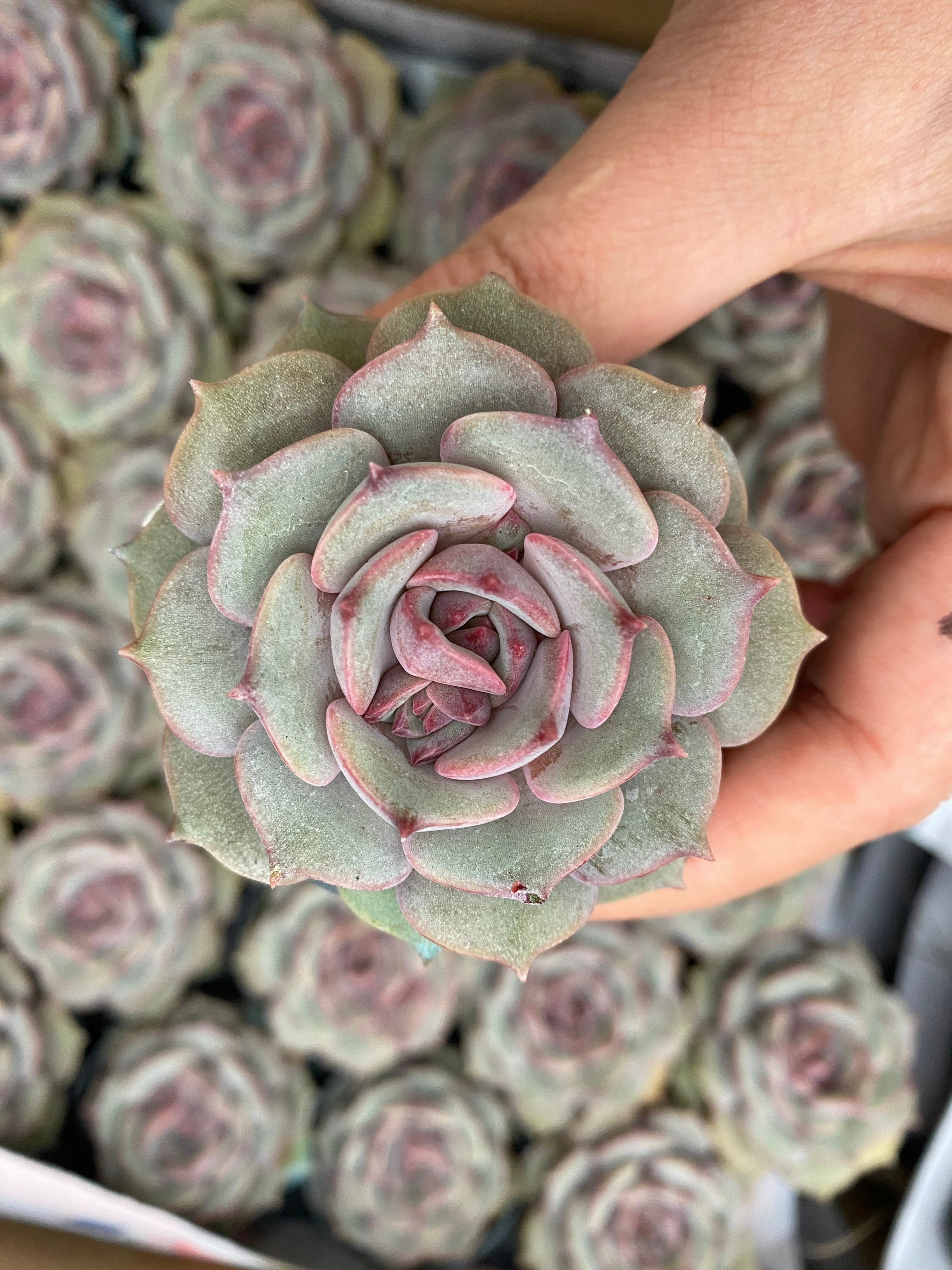 Q109 エケベリア  パープルバタフライ