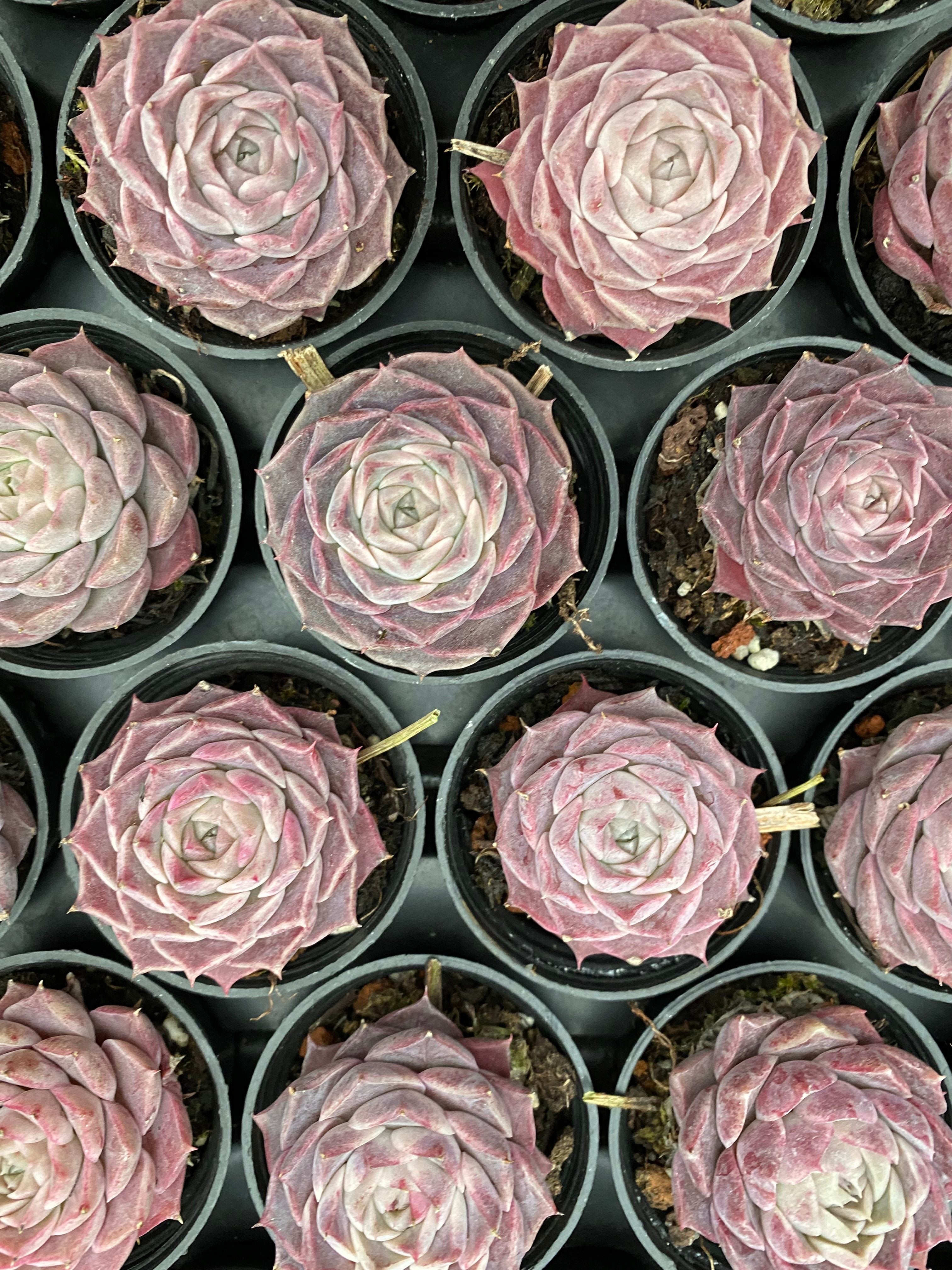 Q110 エケベリア  紫月影