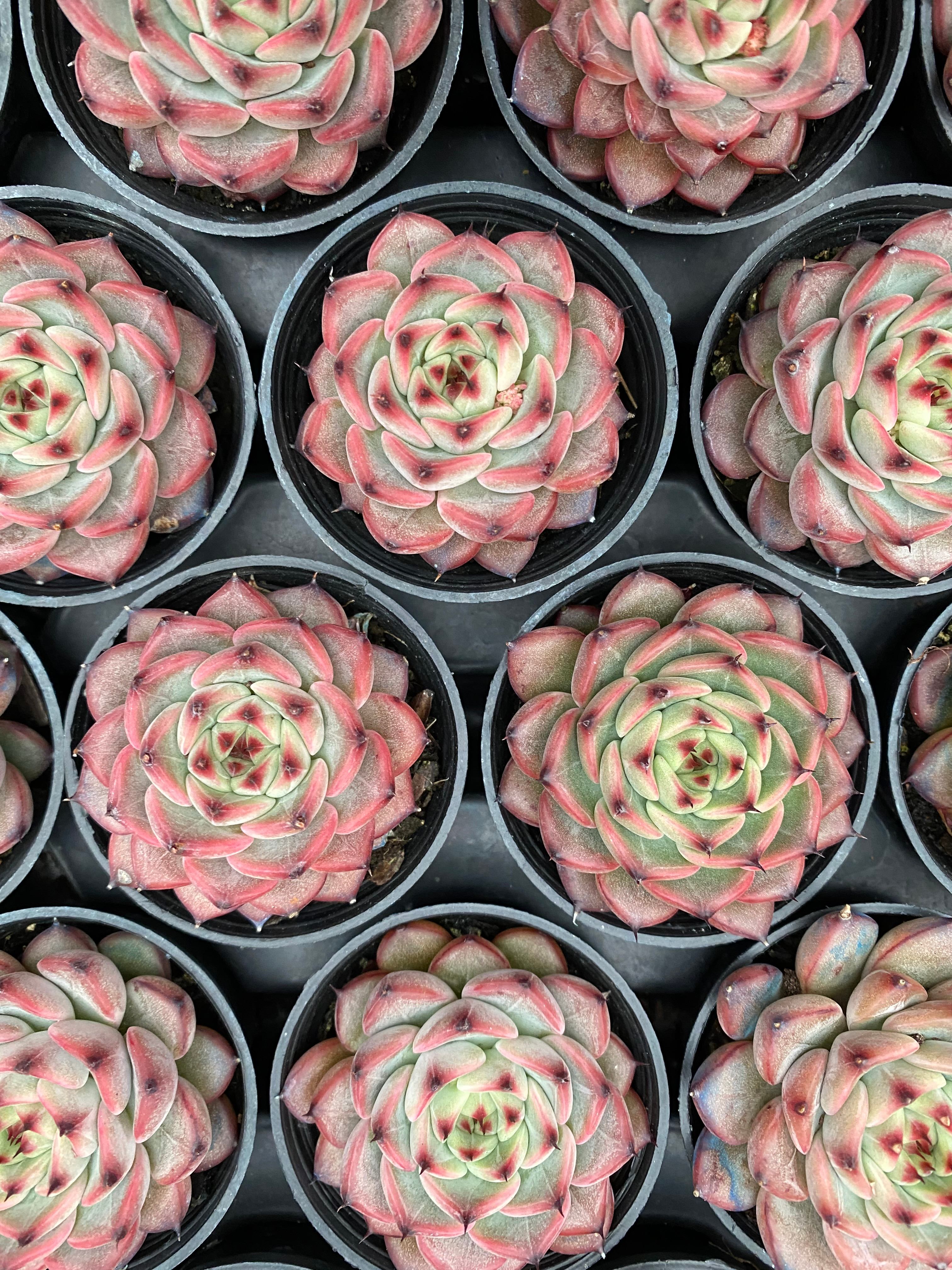 Q111 エケベリア 春春